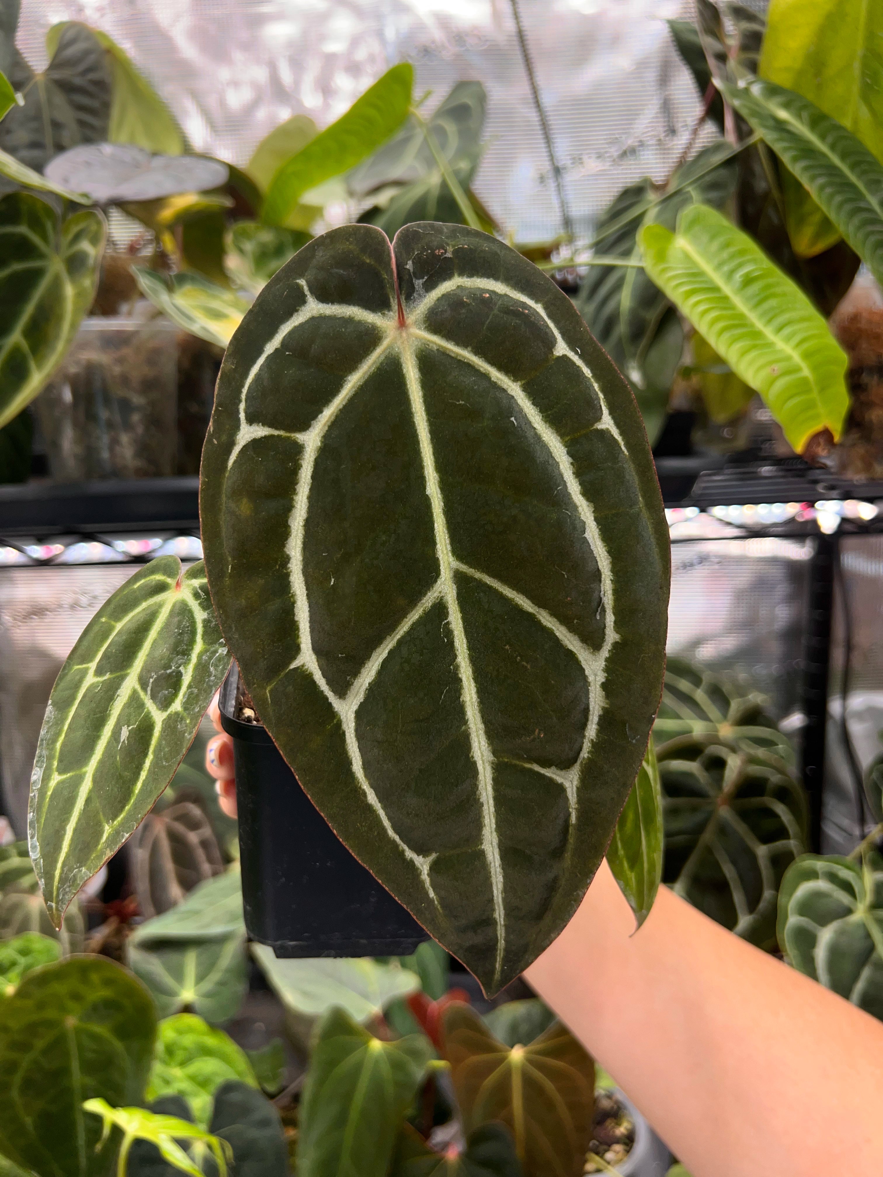 Anthurium carlablackiae (RA5 x RA10) x open