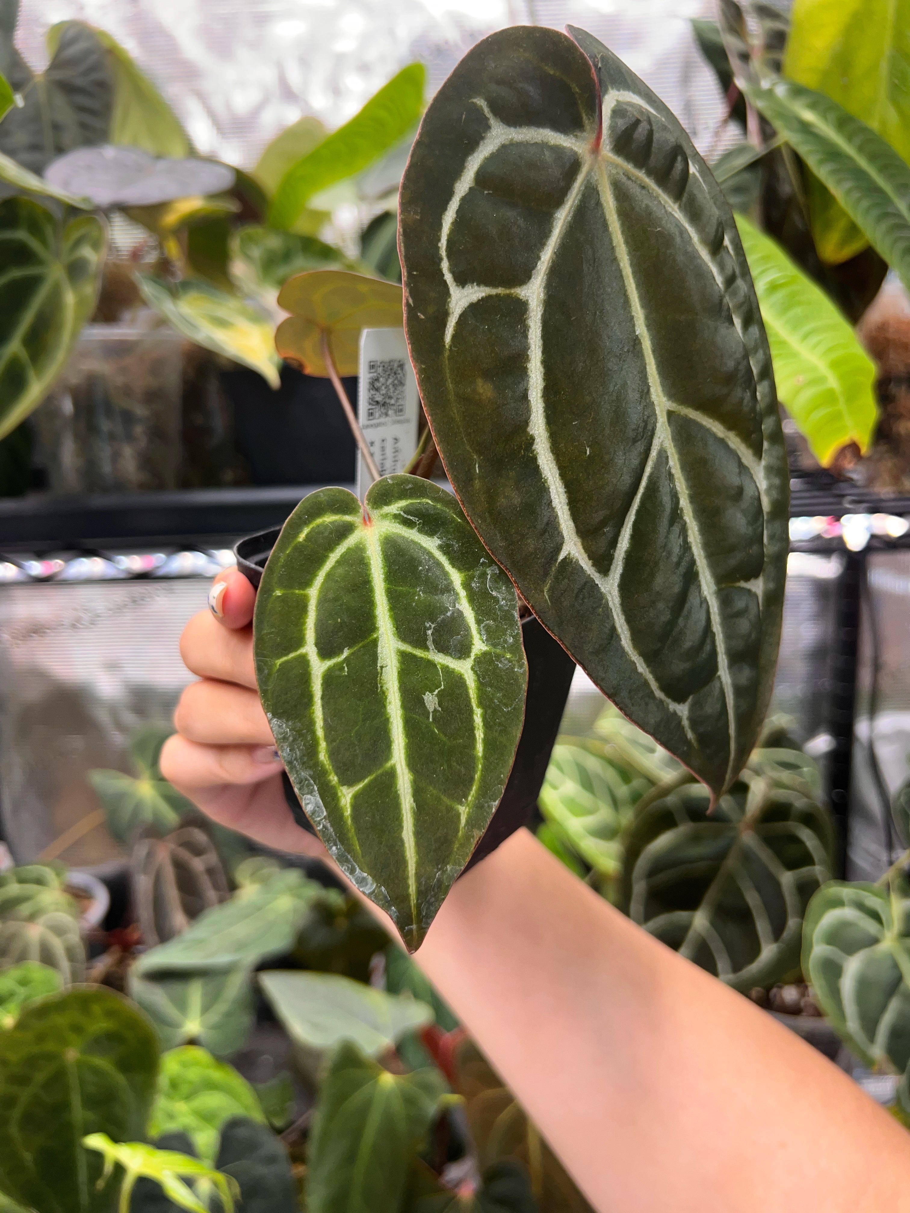 Anthurium carlablackiae (RA5 x RA10) x open