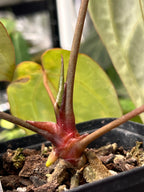 Anthurium carlablackiae (RA5 x RA10) x open