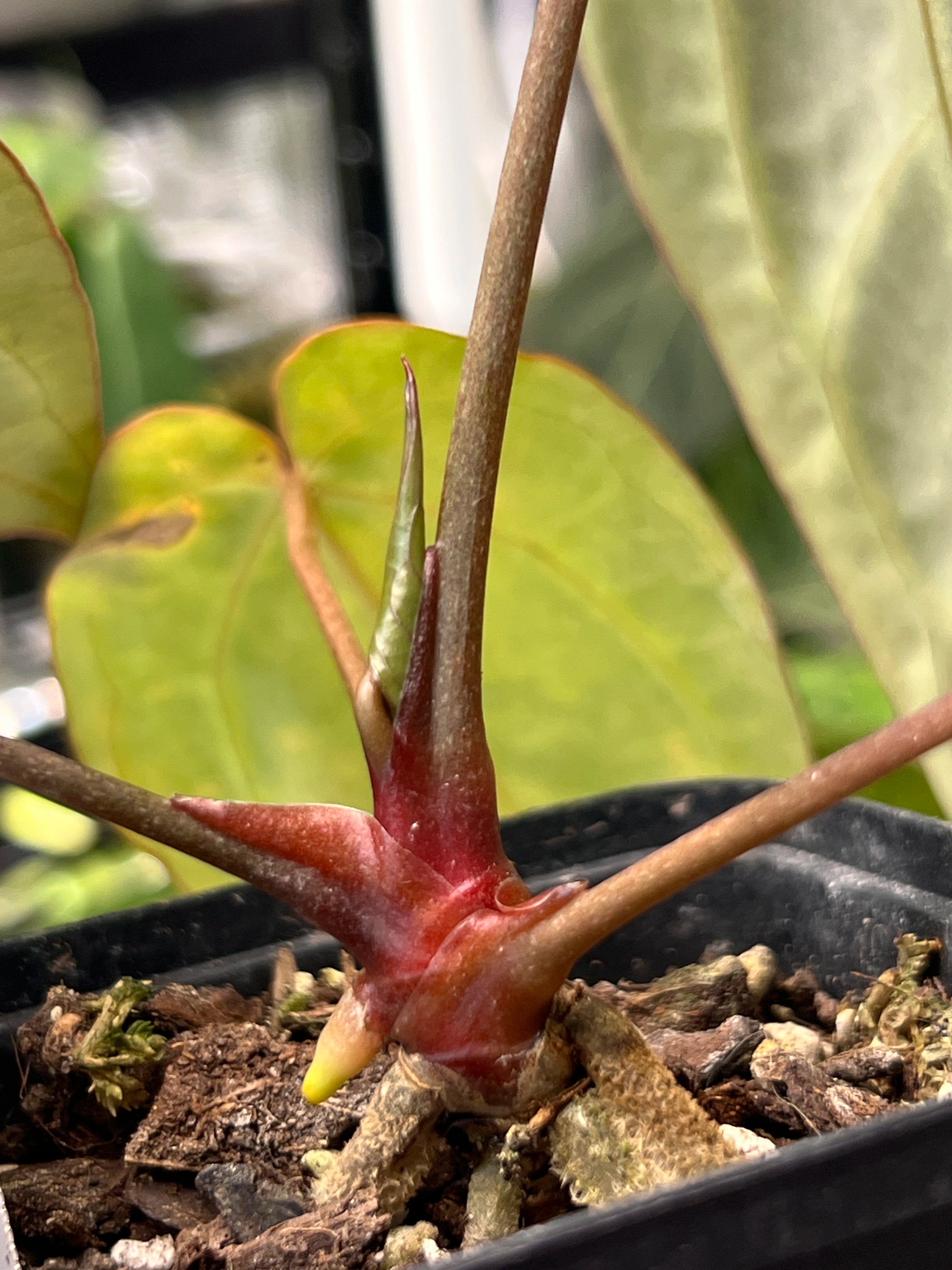 Anthurium carlablackiae (RA5 x RA10) x open