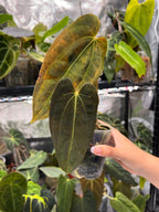 Anthurium RLFS x (carlablackiae x papillilaminum)