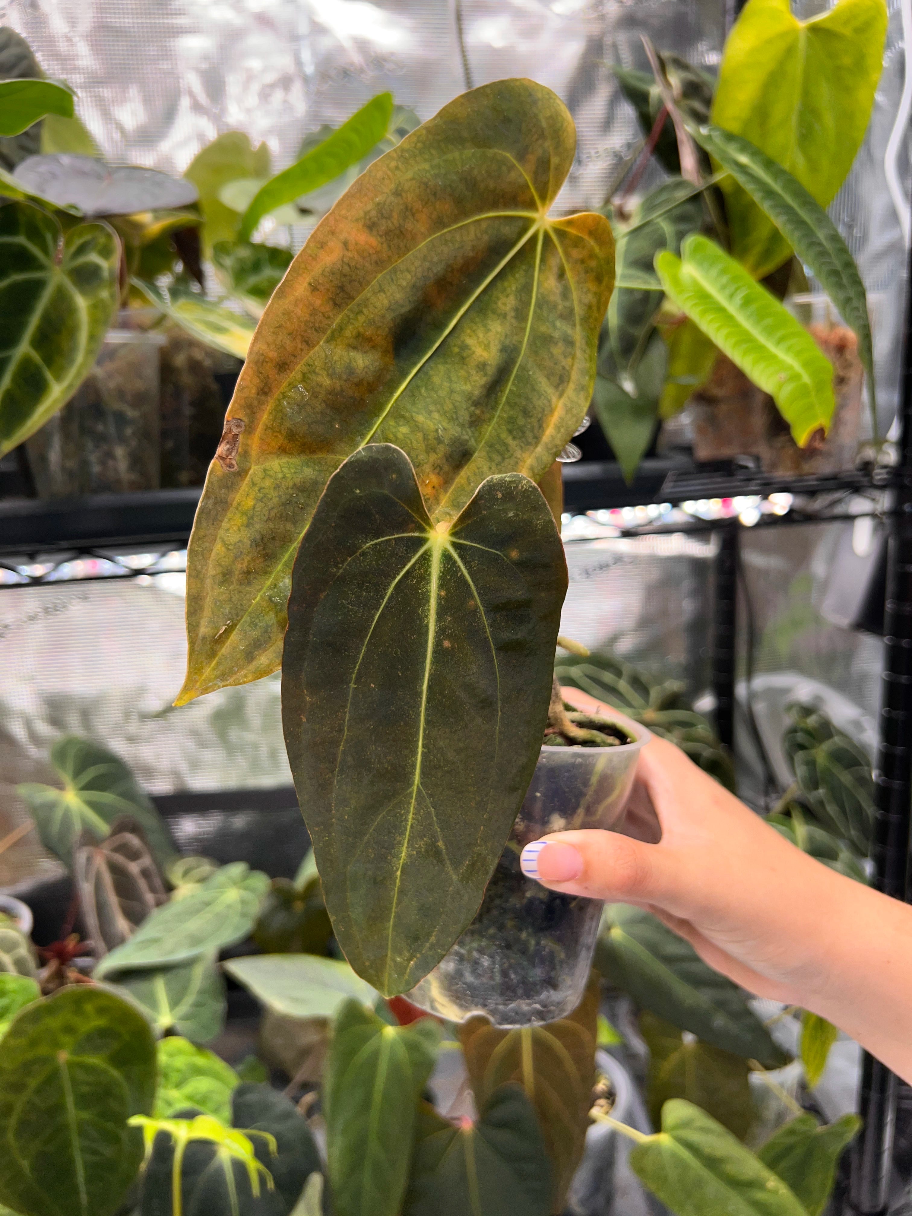 Anthurium RLFS x (carlablackiae x papillilaminum)