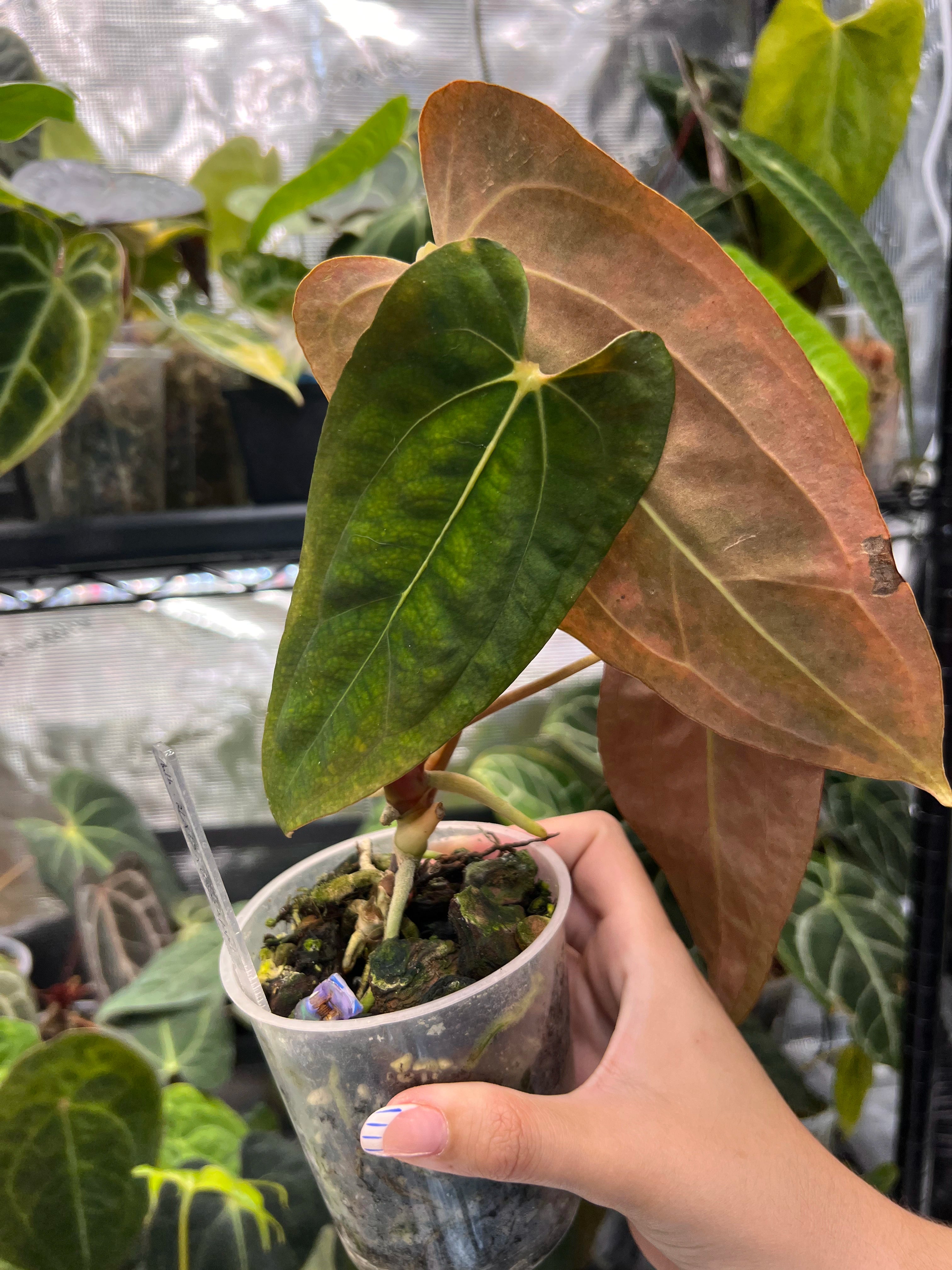 Anthurium RLFS x (carlablackiae x papillilaminum)