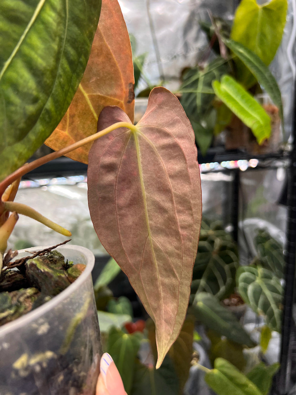 Anthurium RLFS x (carlablackiae x papillilaminum)