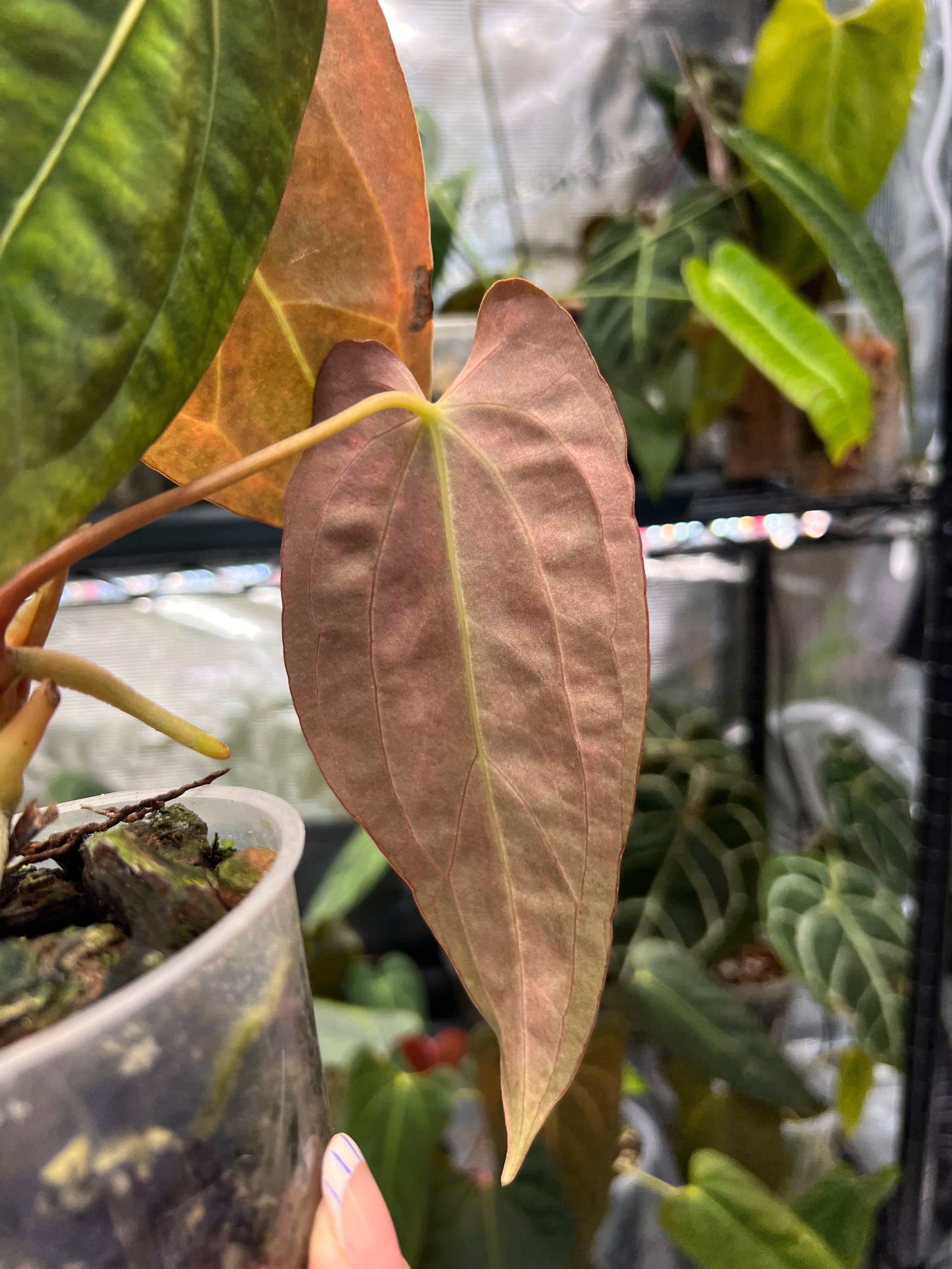 Anthurium RLFS x (carlablackiae x papillilaminum)