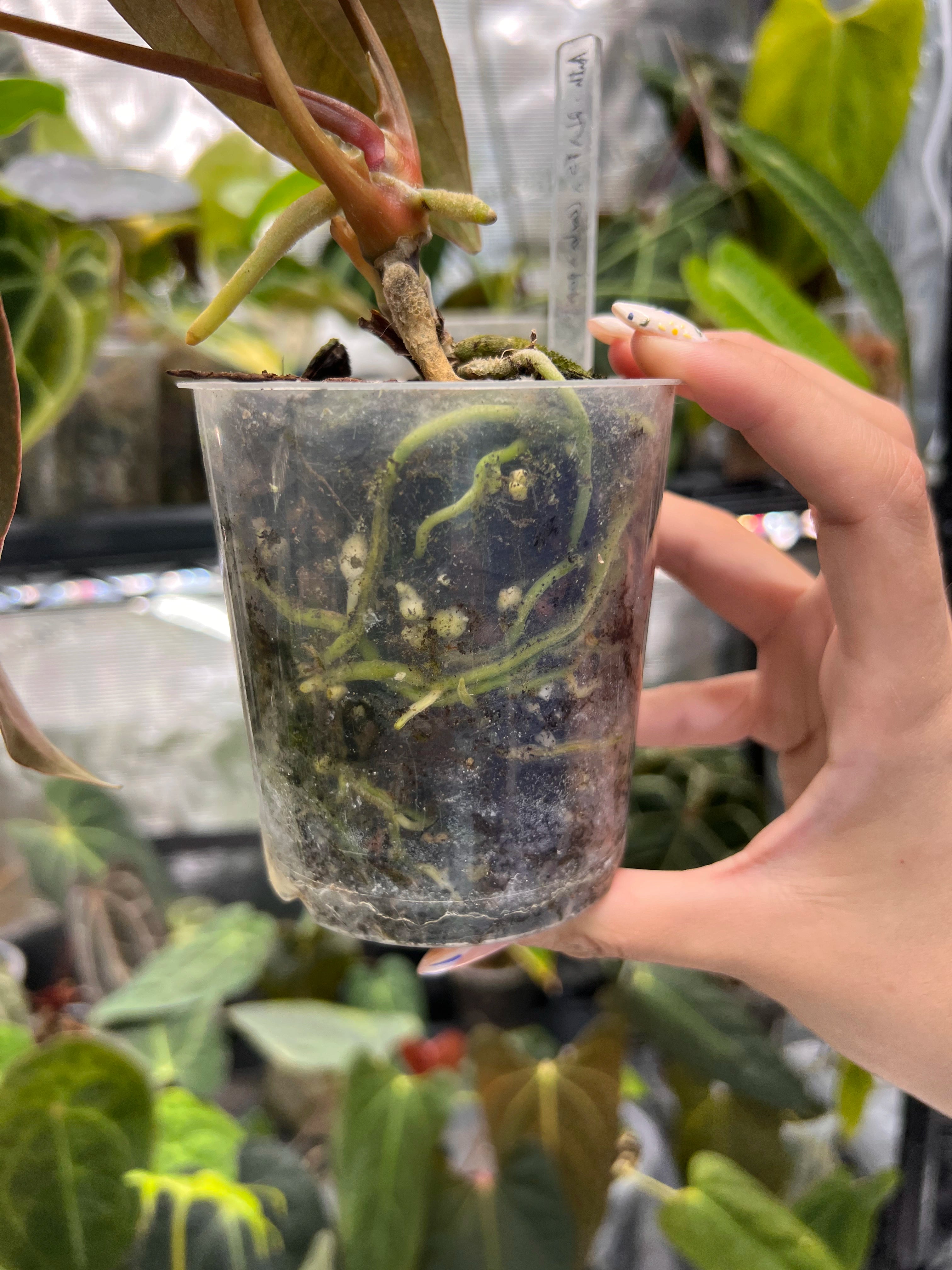 Anthurium RLFS x (carlablackiae x papillilaminum)