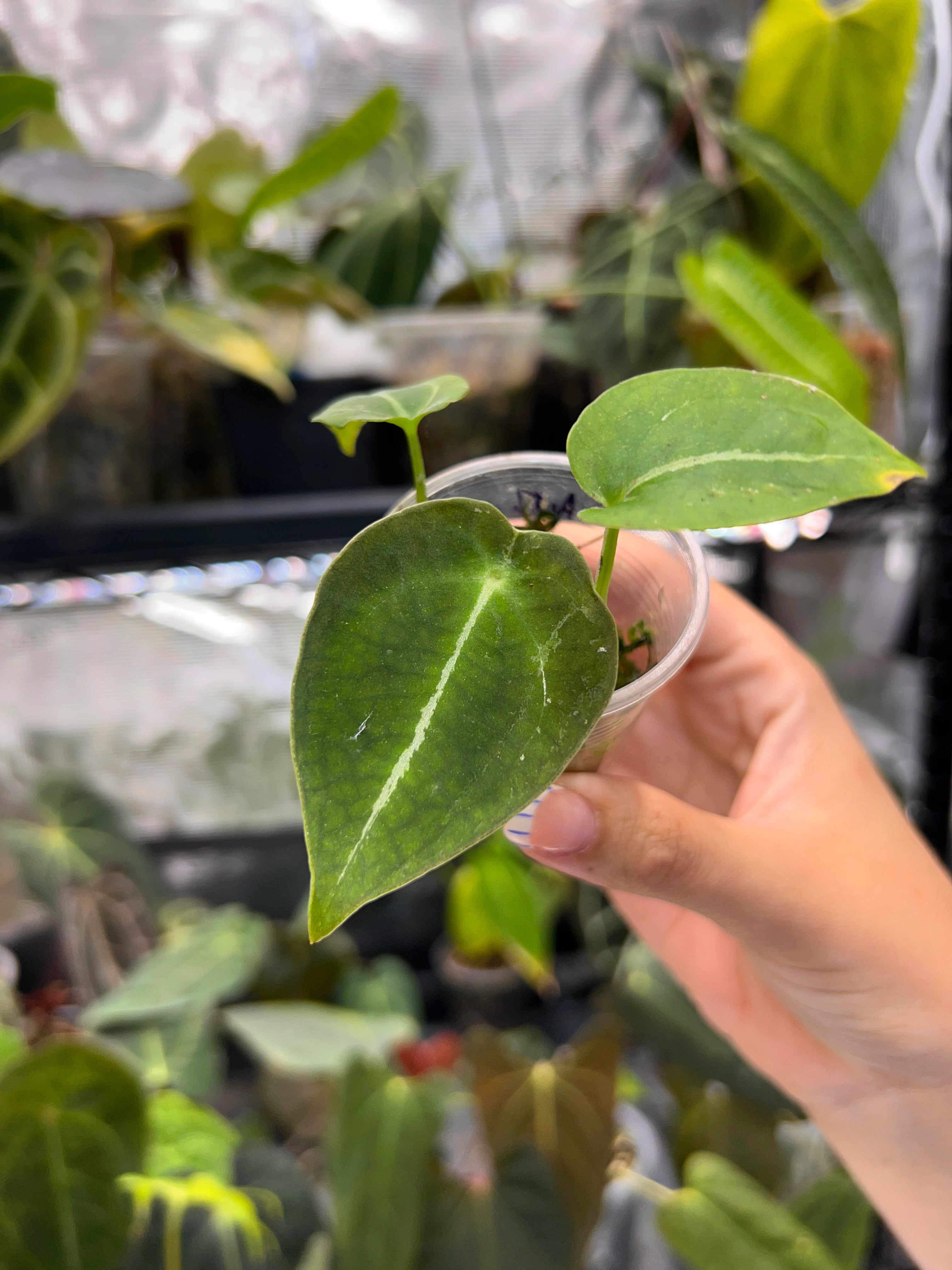 Anthurium forgetii