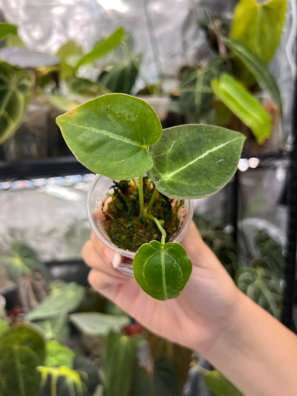 Anthurium forgetii