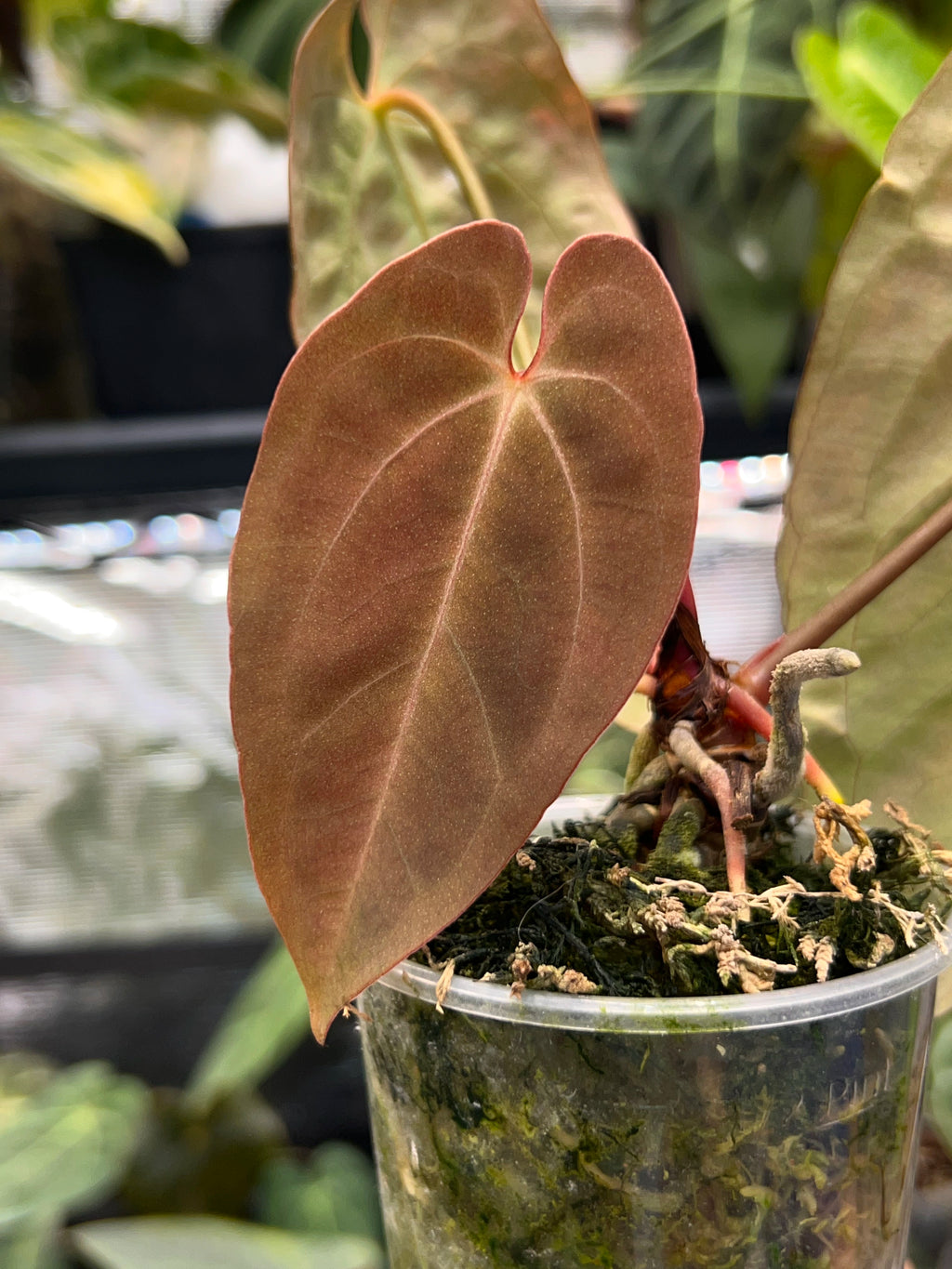 Anthurium Bigfoot x Goliath