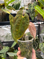 Anthurium Bigfoot x Goliath