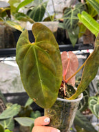 Anthurium Bigfoot x Goliath