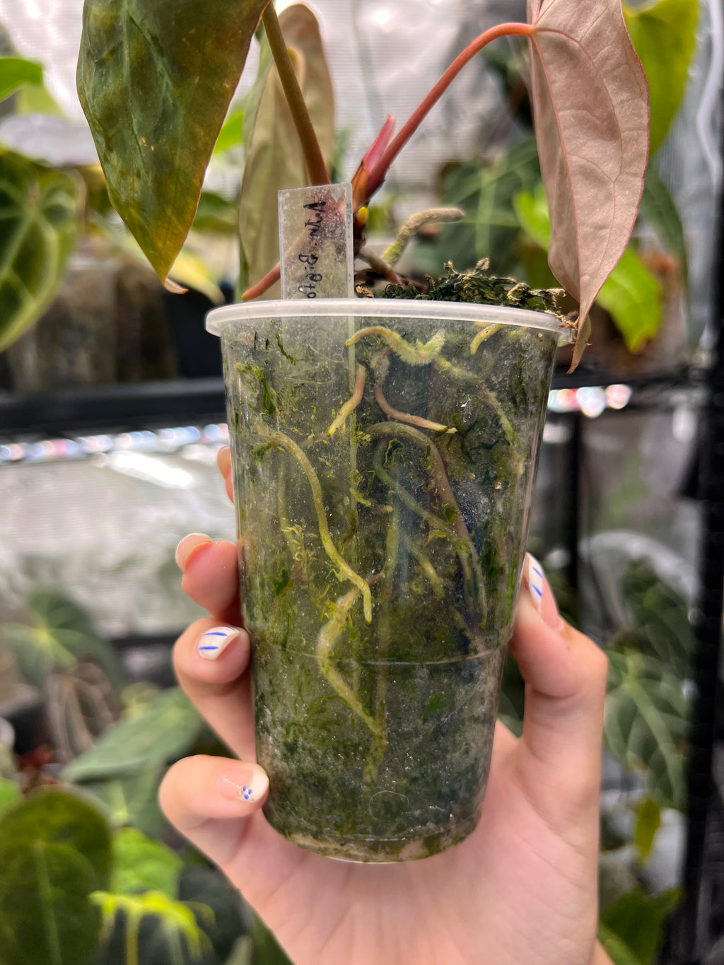 Anthurium Bigfoot x Goliath