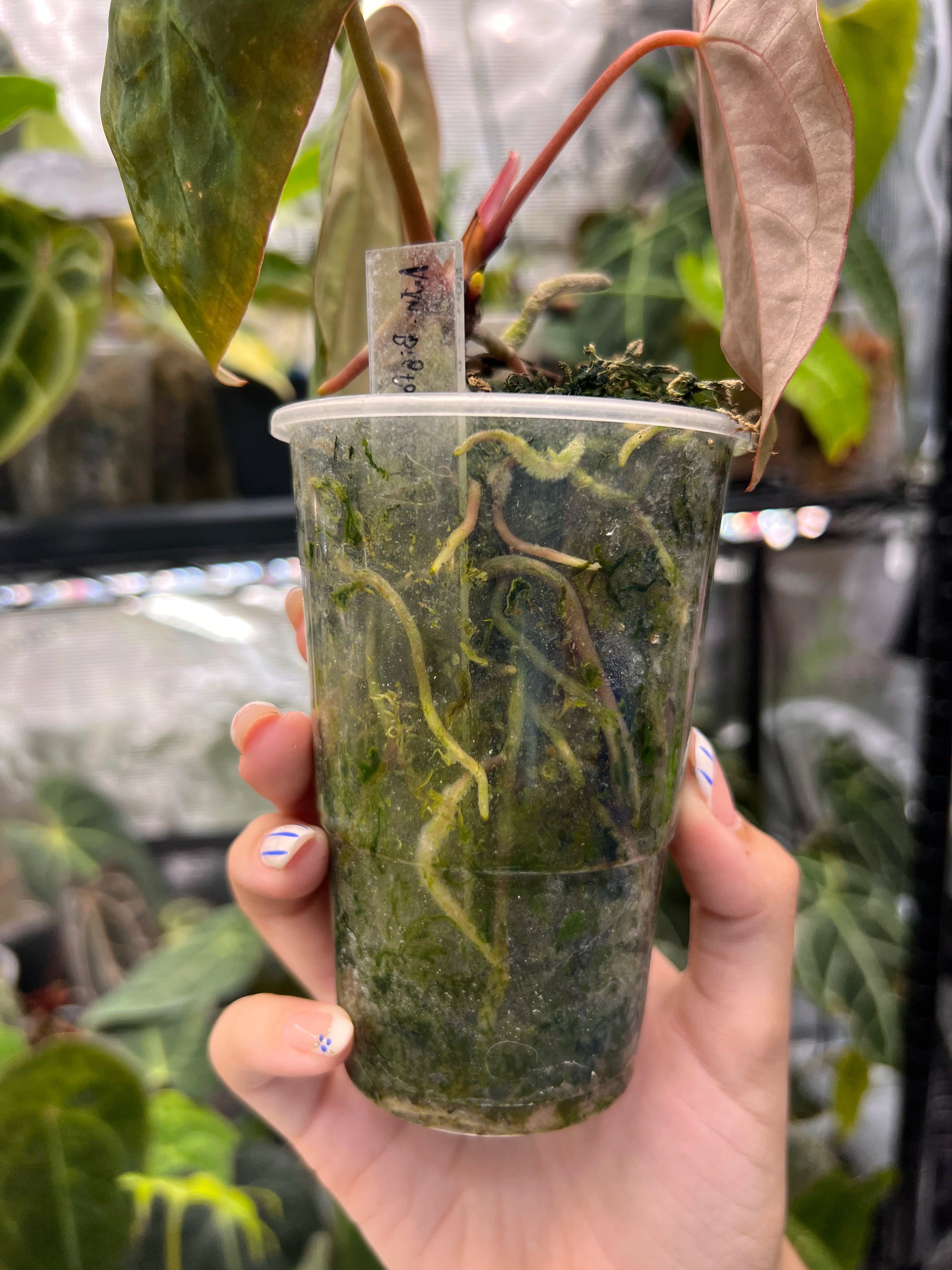 Anthurium Bigfoot x Goliath