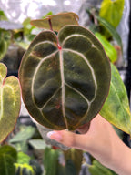 Anthurium bloody mary reverse