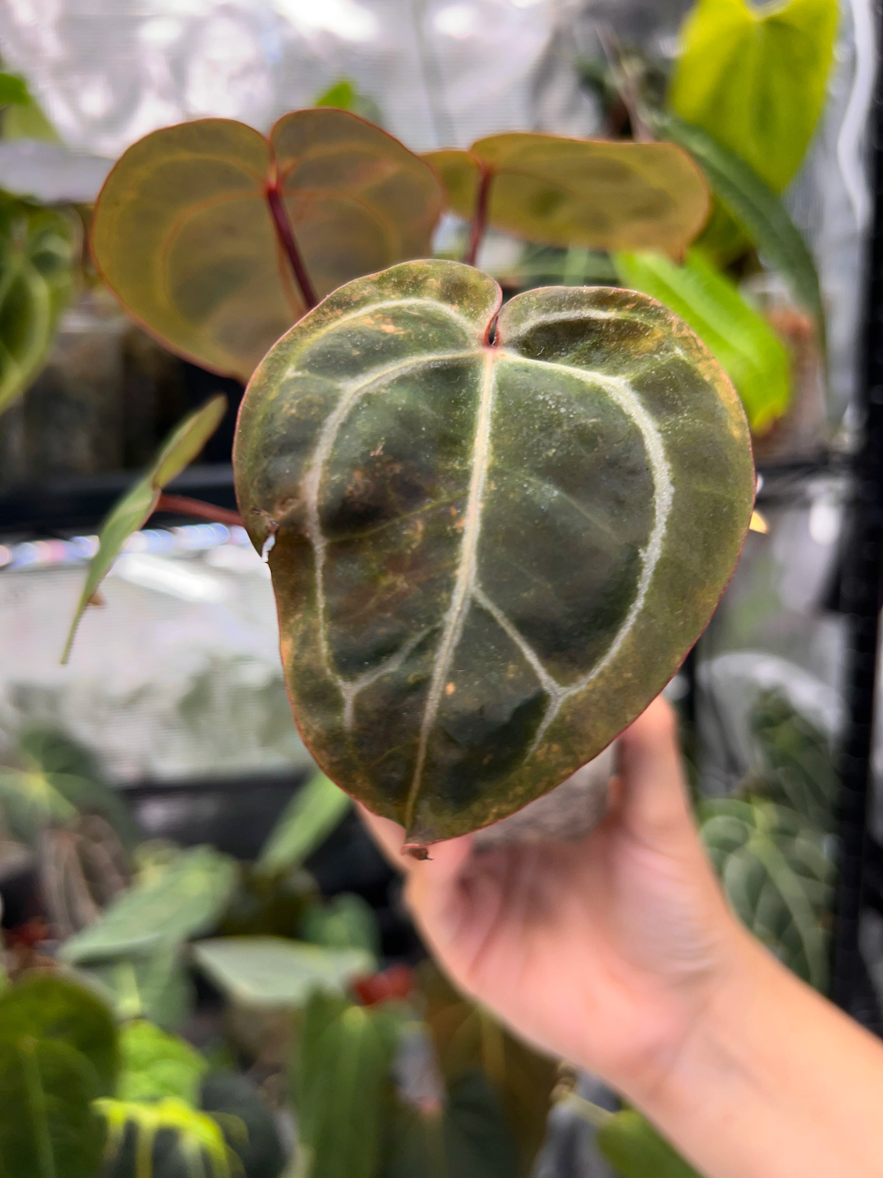 Anthurium bloody mary reverse