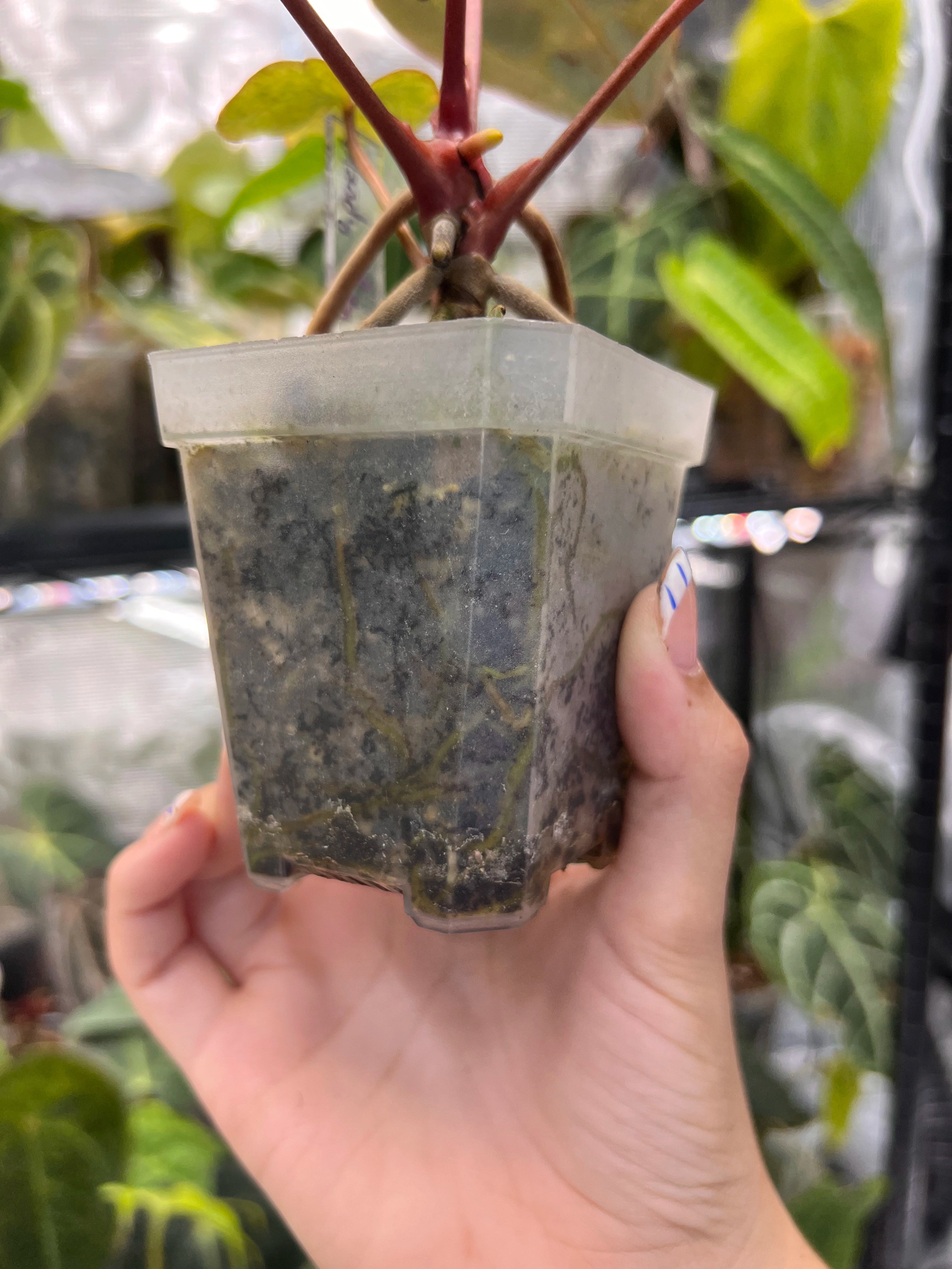 Anthurium bloody mary reverse