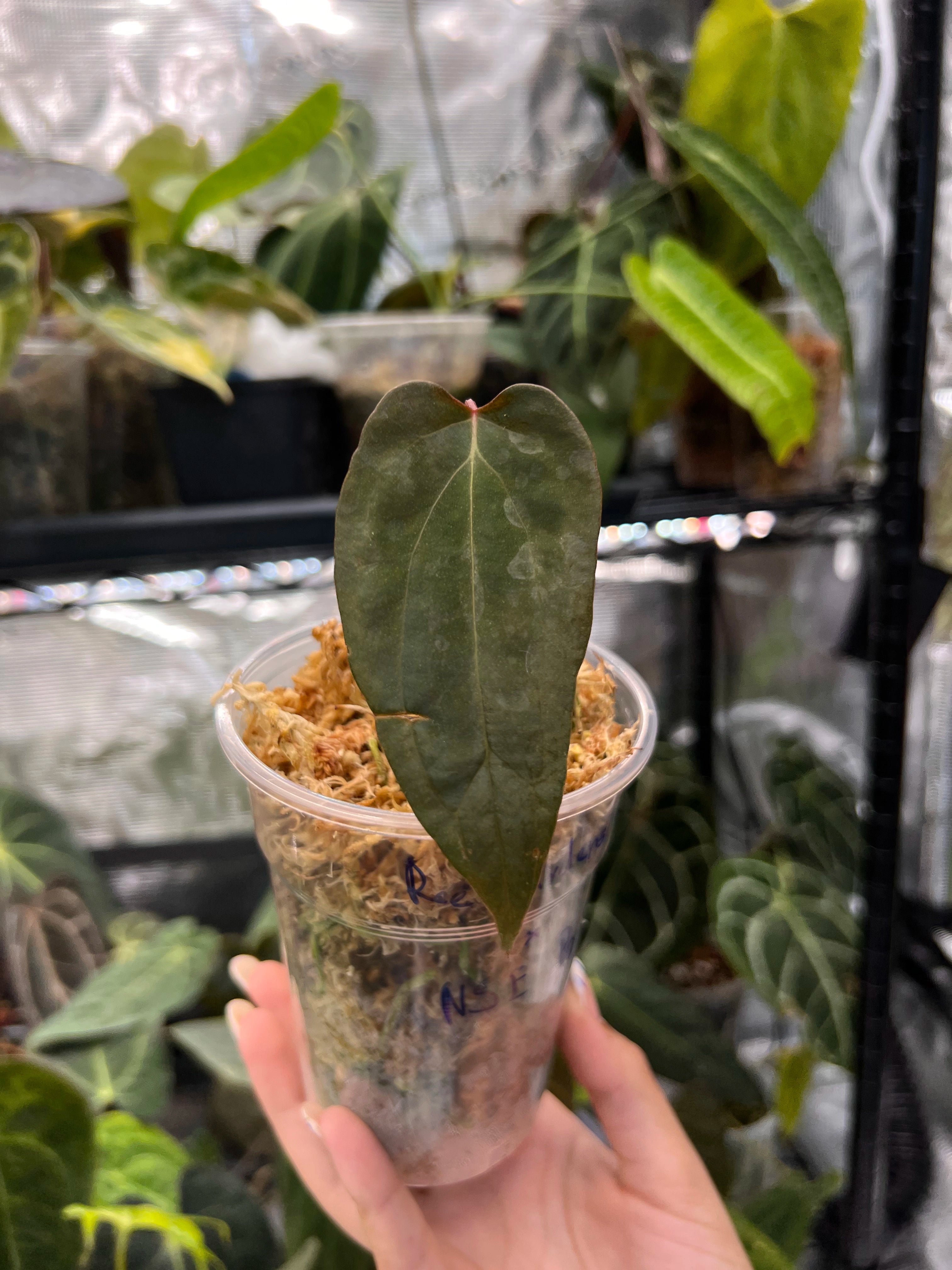 Anthurium papillilaminum Ree Gardens x NSE portillae