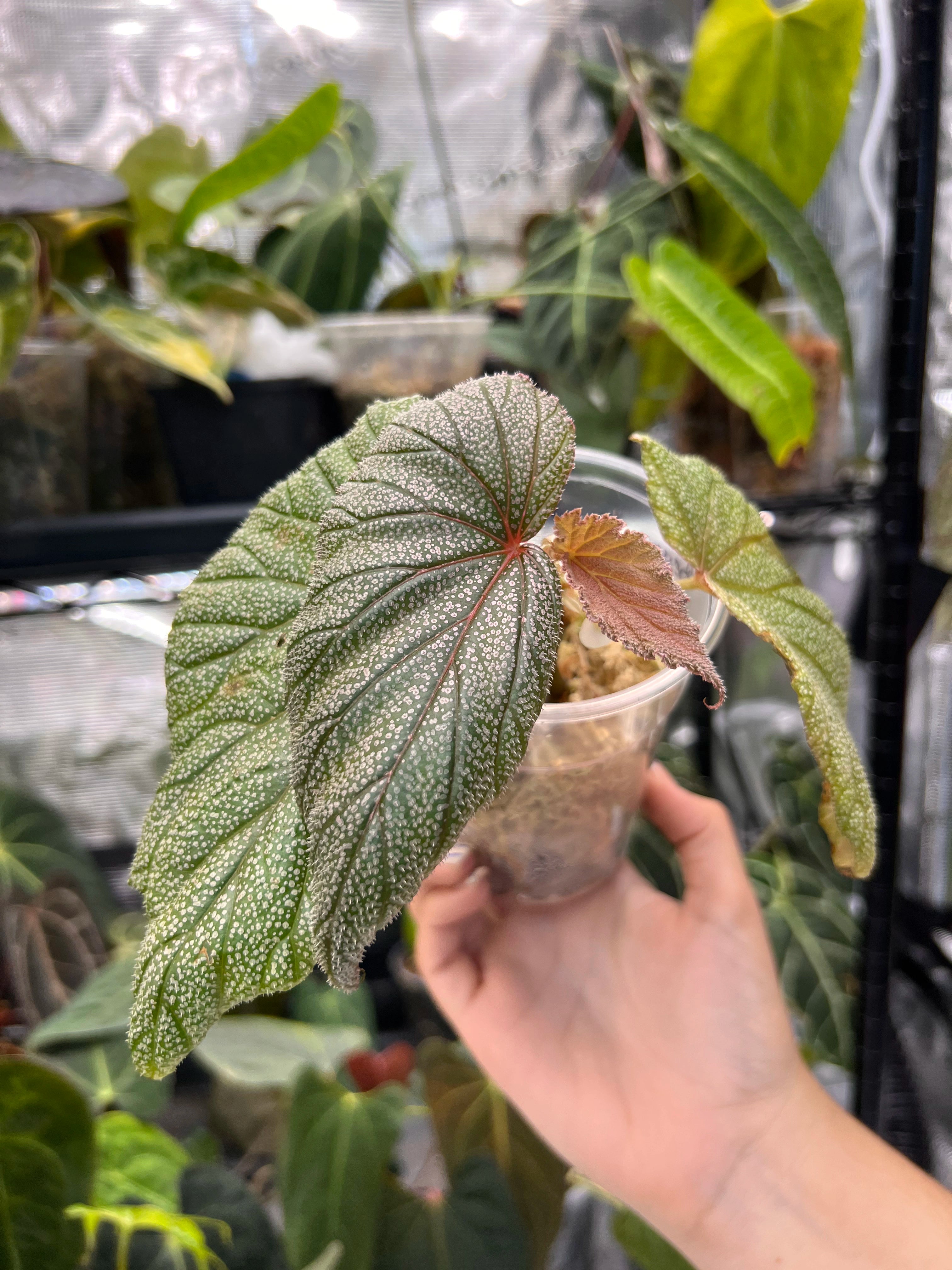Begonia sinbad