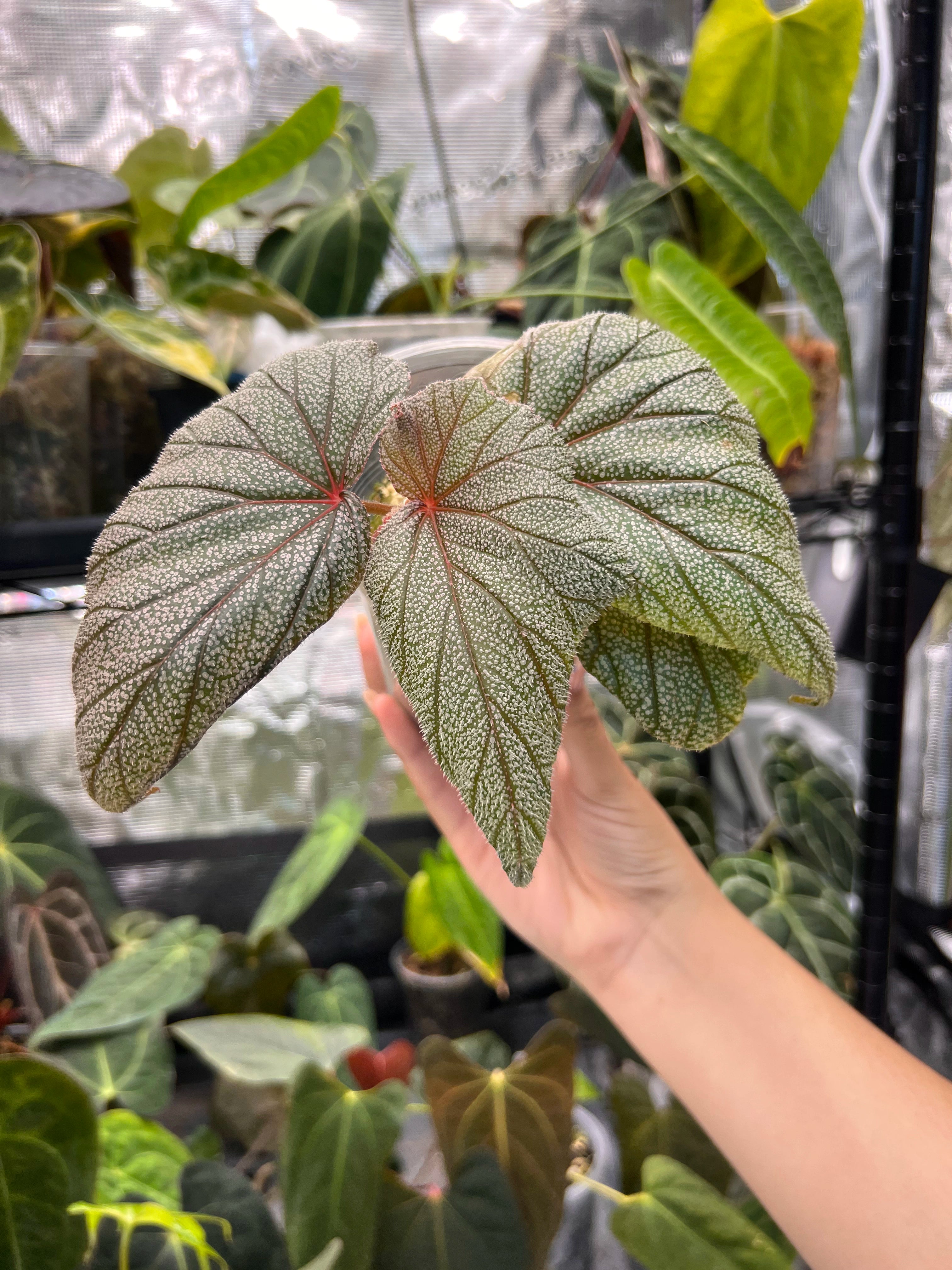Begonia sinbad