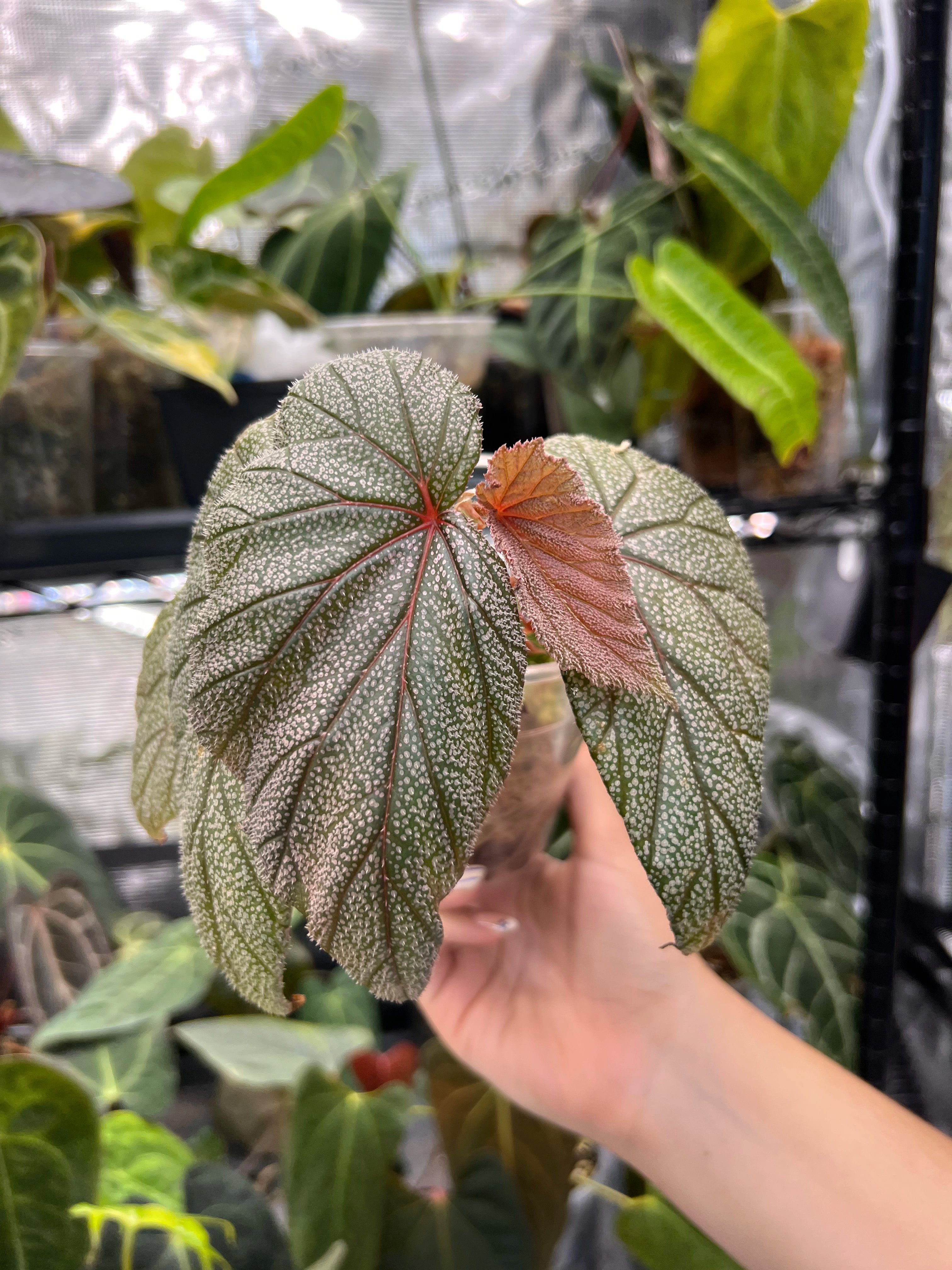 Begonia sinbad
