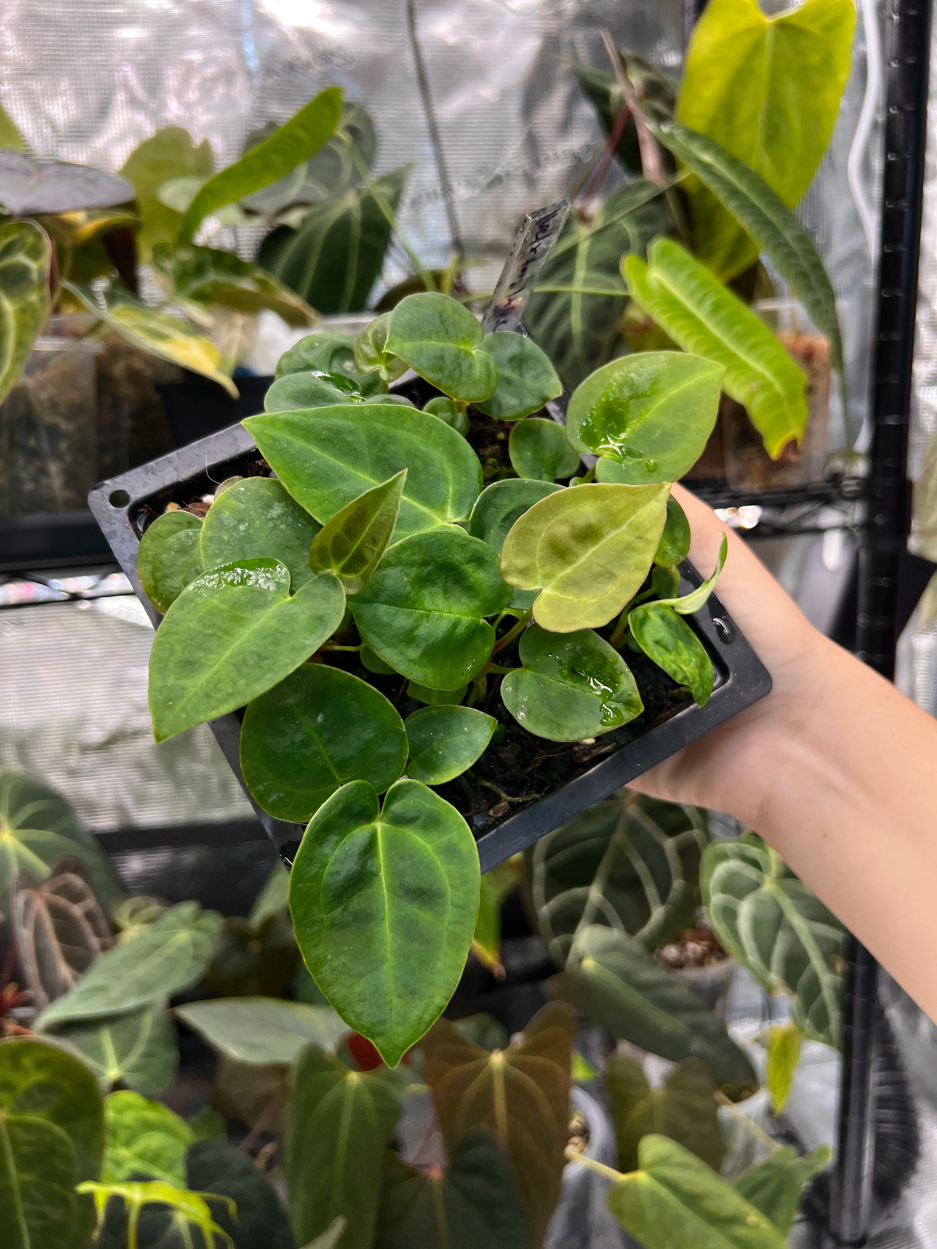 Anthurium (Veluntarch x forgetii) x Red Crystallinum x