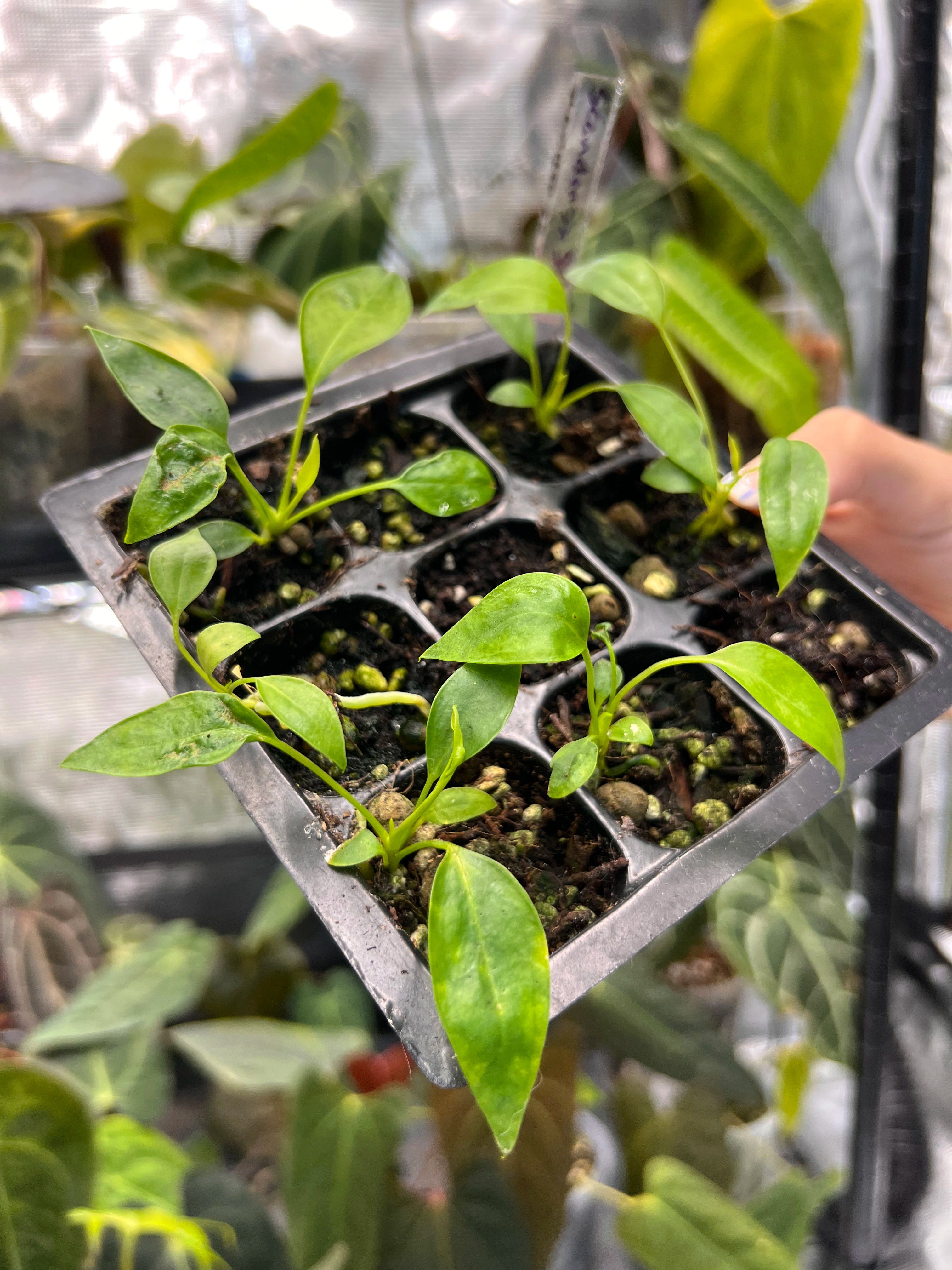 Anthurium scandens x self