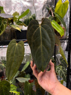 Anthurium (carlablackiae x dressleri rg) x (papi RL x FS F2)