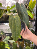 Anthurium (carlablackiae x dressleri rg) x (papi RL x FS F2)