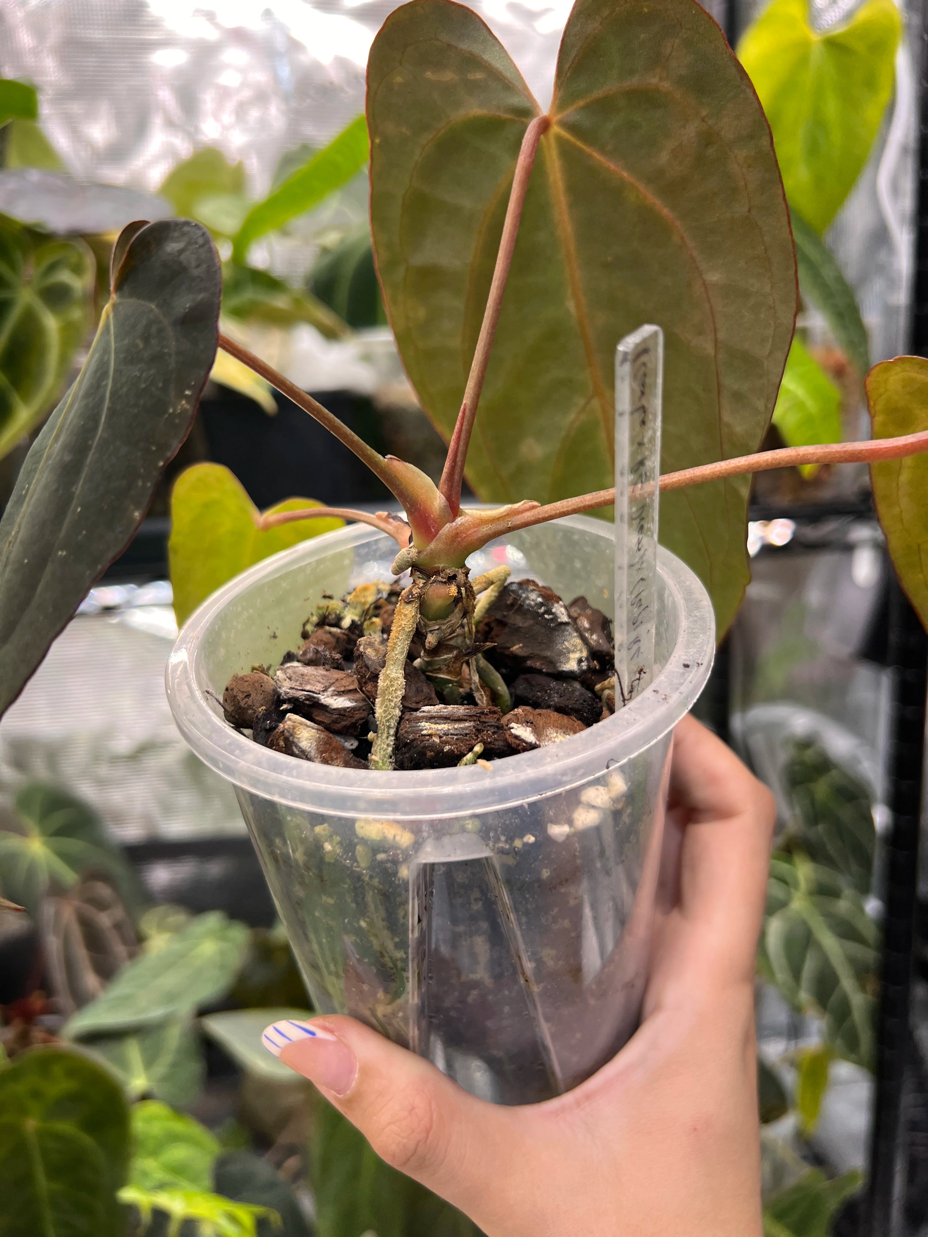 Anthurium (carlablackiae x dressleri rg) x (papi RL x FS F2)