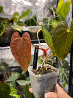 Anthurium Fort Sherman (Flat Sinus) x Dressleri RG