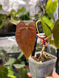 Anthurium Fort Sherman (Flat Sinus) x Dressleri RG
