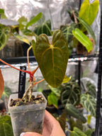 Anthurium Fort Sherman (Flat Sinus) x Dressleri RG