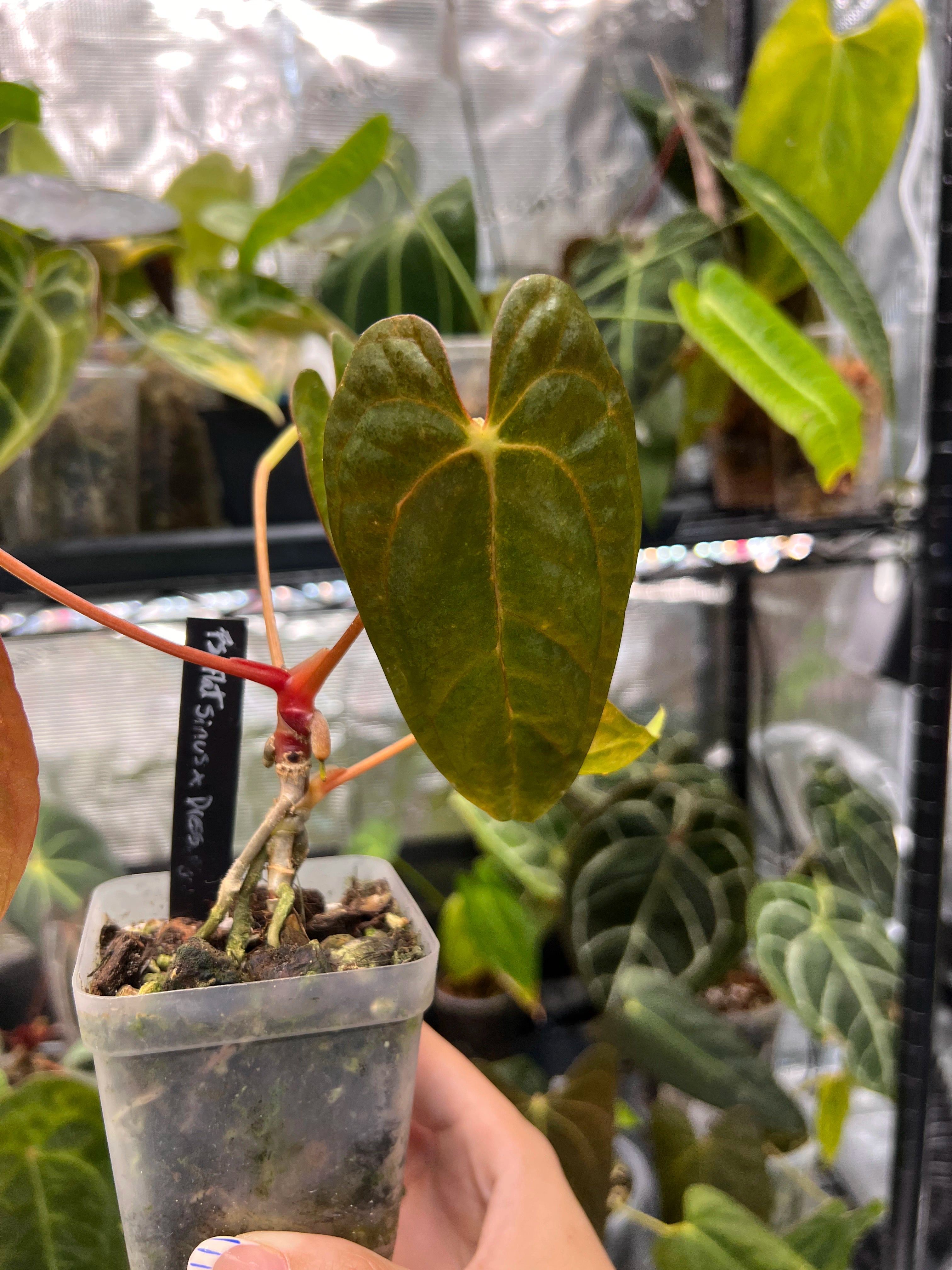 Anthurium Fort Sherman (Flat Sinus) x Dressleri RG