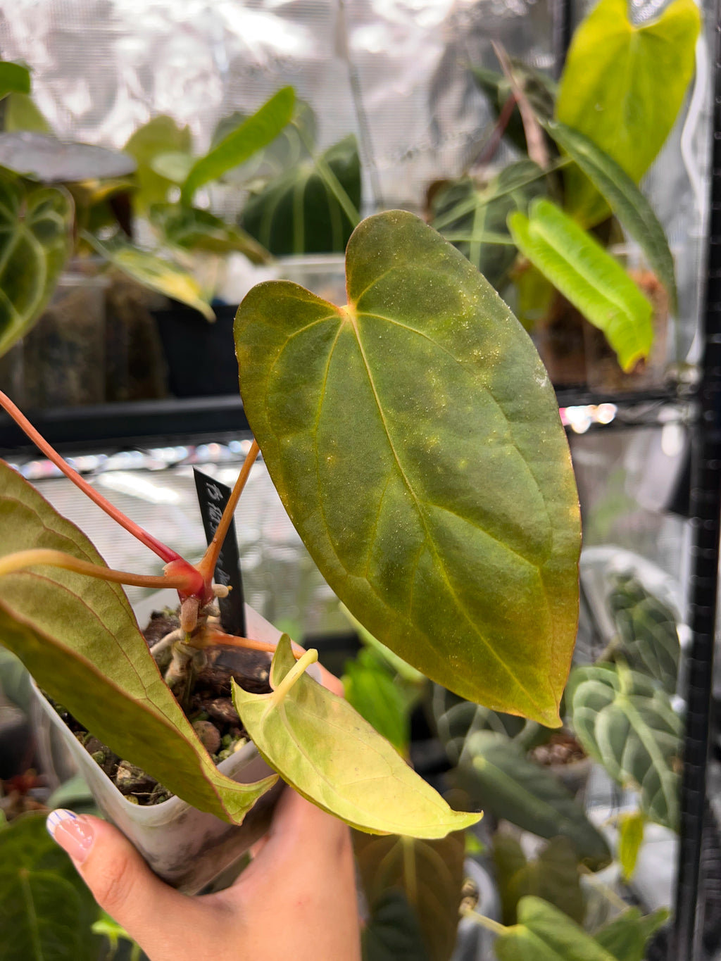 Anthurium Fort Sherman (Flat Sinus) x Dressleri RG