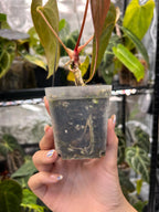 Anthurium Fort Sherman (Flat Sinus) x Dressleri RG