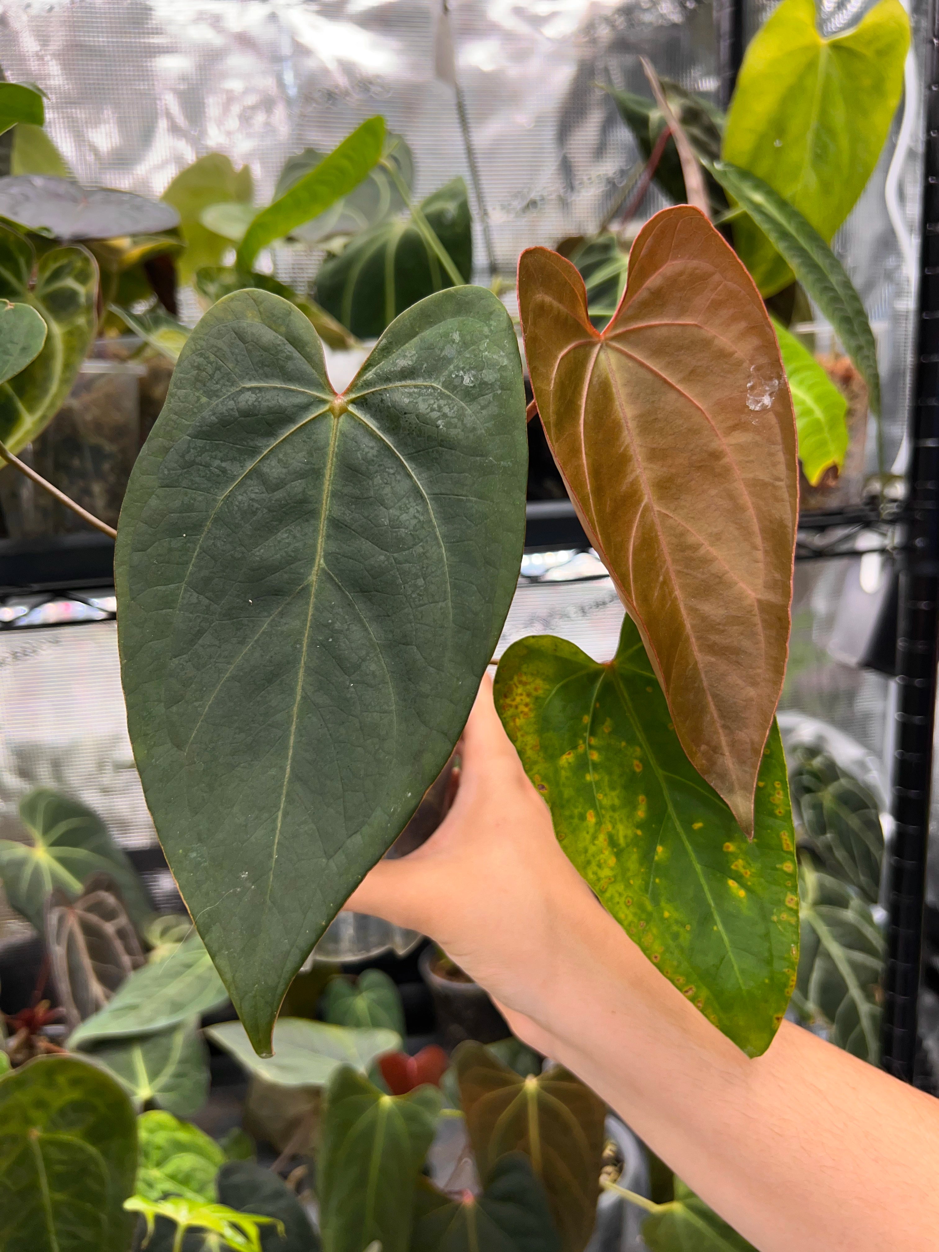 Anthurium KOS x portillae
