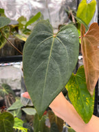 Anthurium KOS x portillae