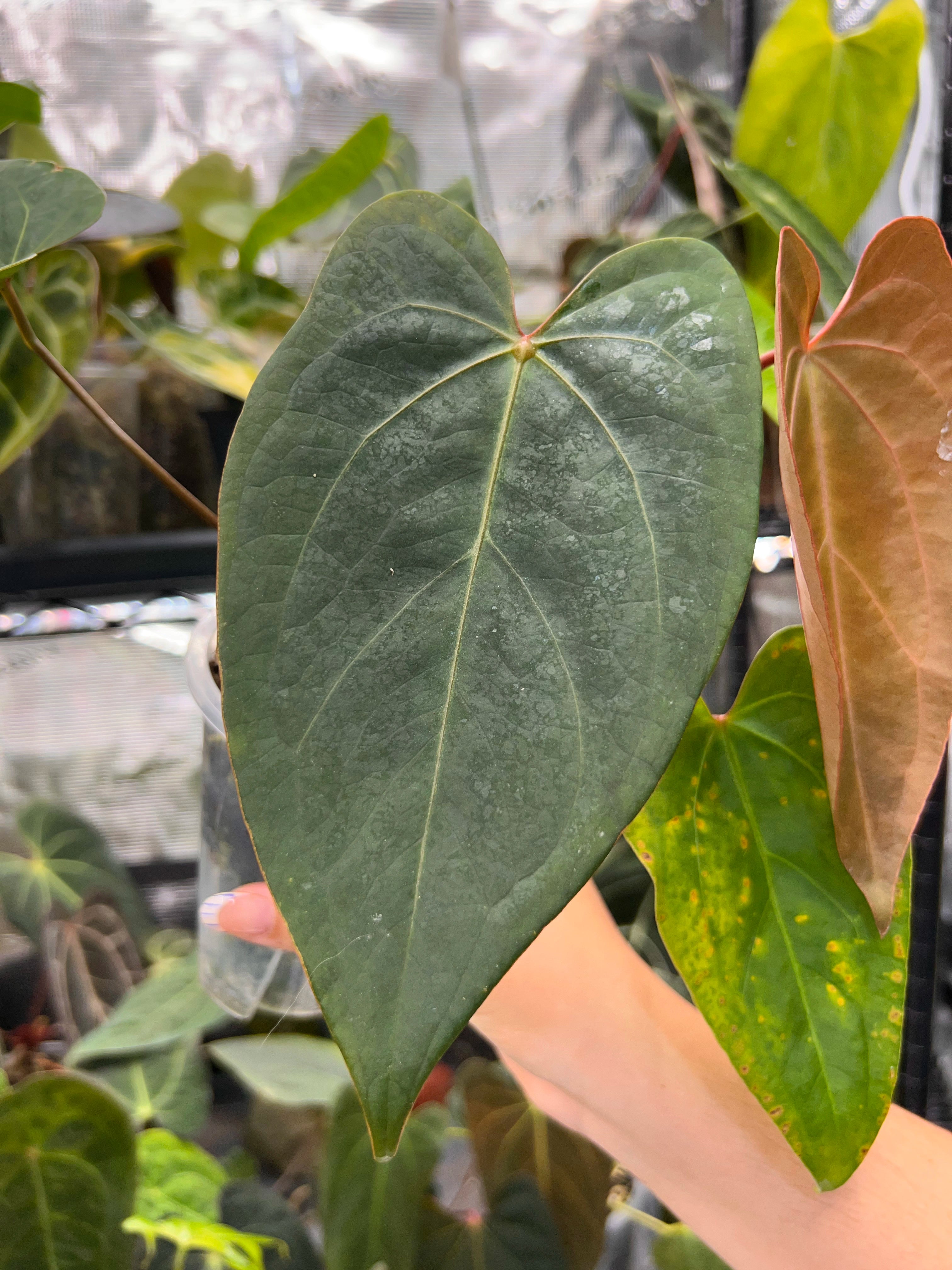 Anthurium KOS x portillae
