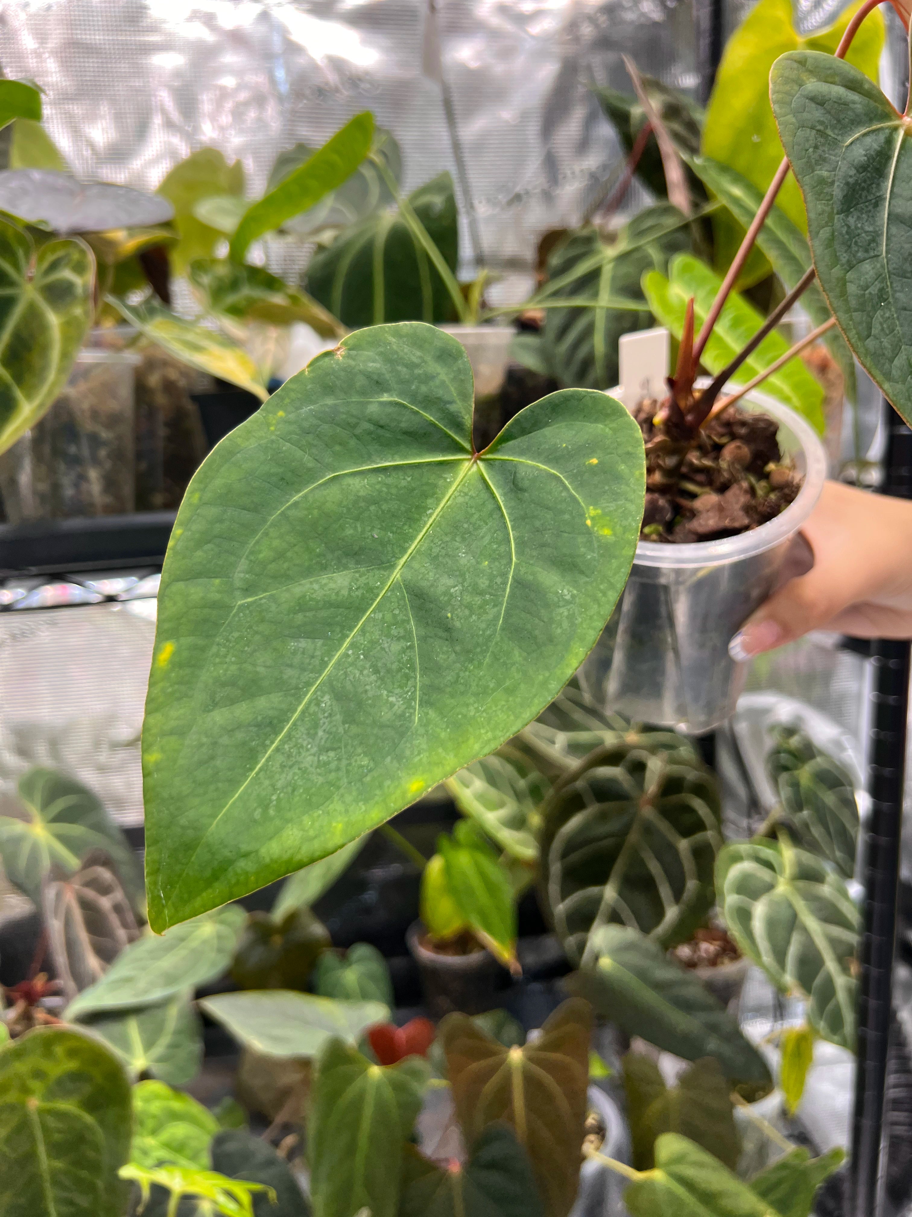 Anthurium KOS x portillae