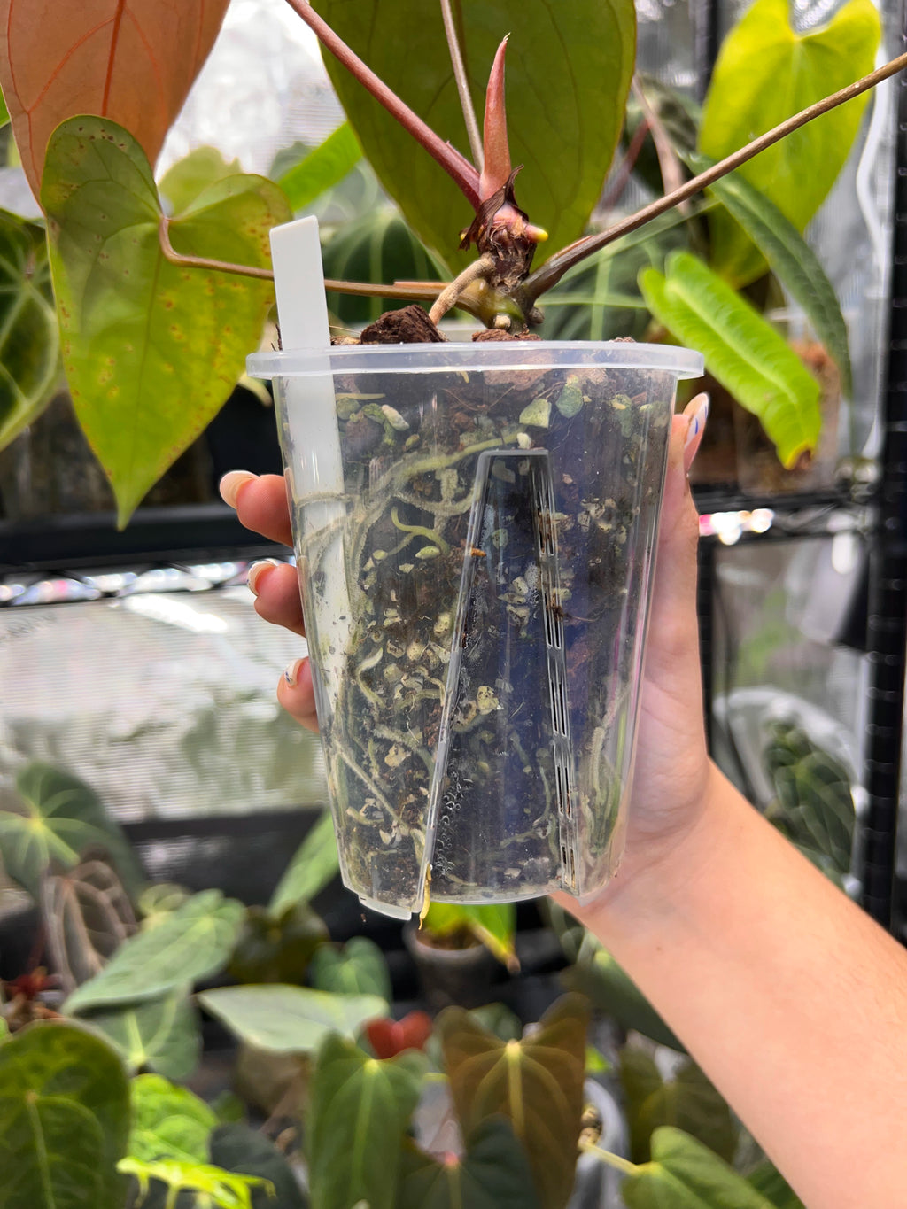 Anthurium KOS x portillae