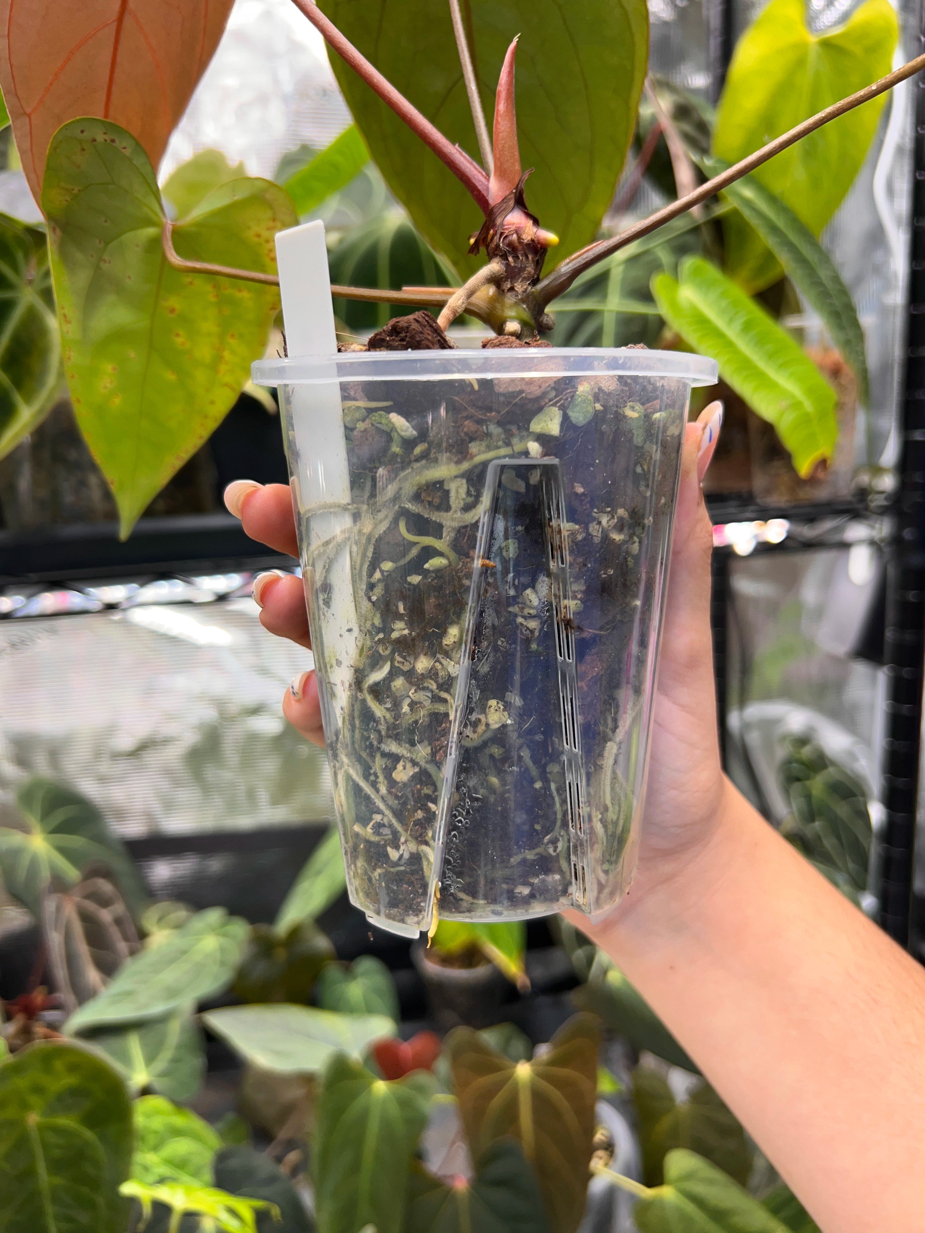 Anthurium KOS x portillae