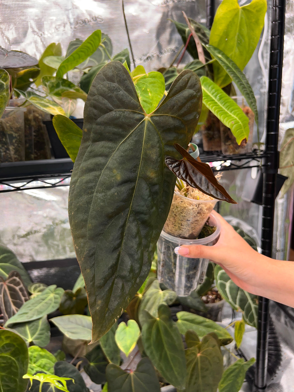 Anthurium papillilaminumx (red sinus/veins) x papillilaminum Daniel