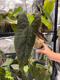 Anthurium papillilaminumx (red sinus/veins) x papillilaminum Daniel