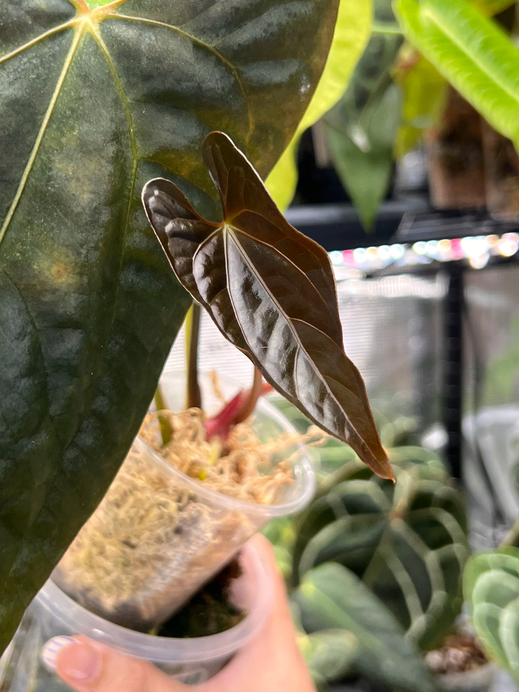 Anthurium papillilaminumx (red sinus/veins) x papillilaminum Daniel
