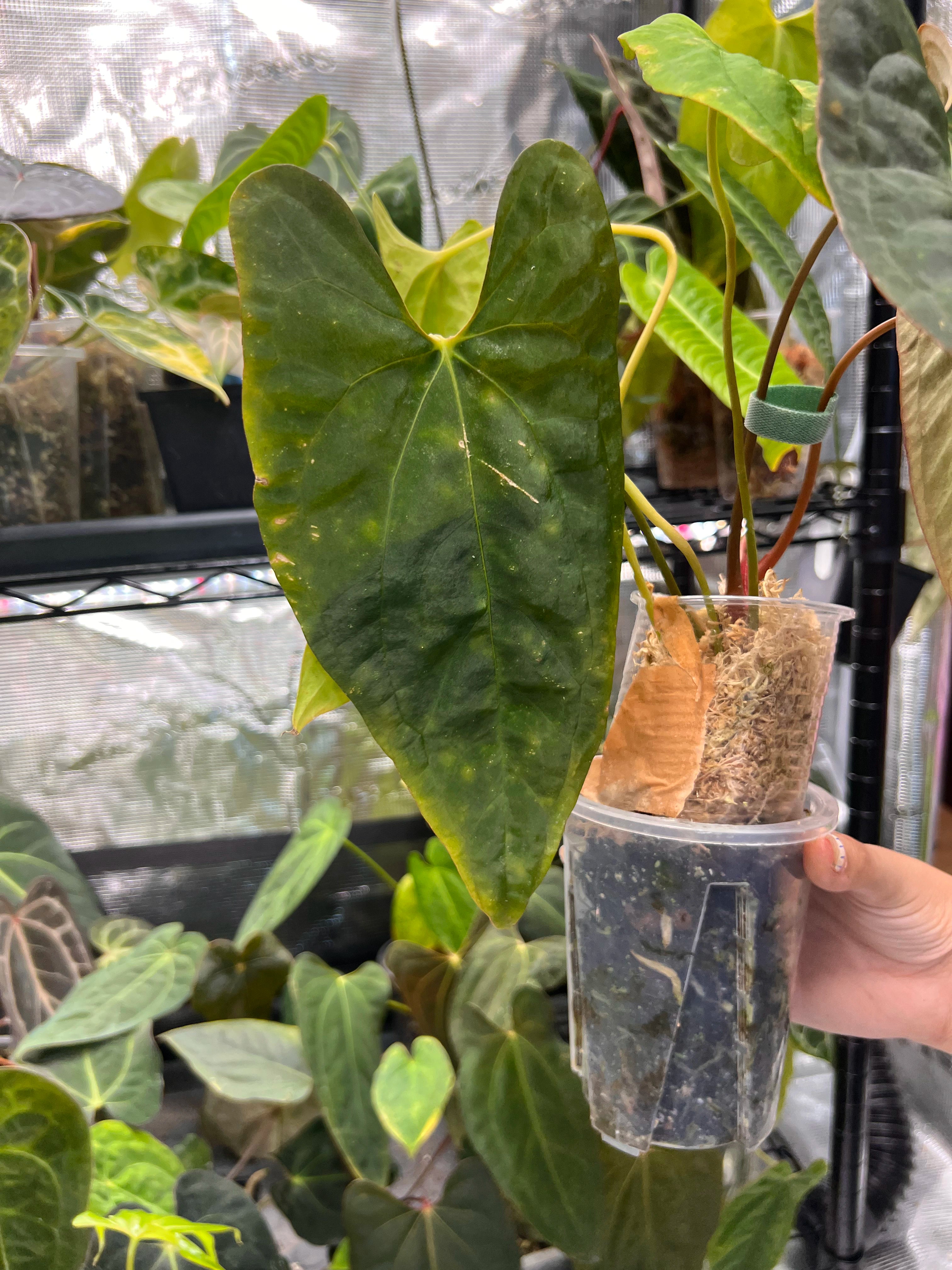Anthurium papillilaminumx (red sinus/veins) x papillilaminum Daniel