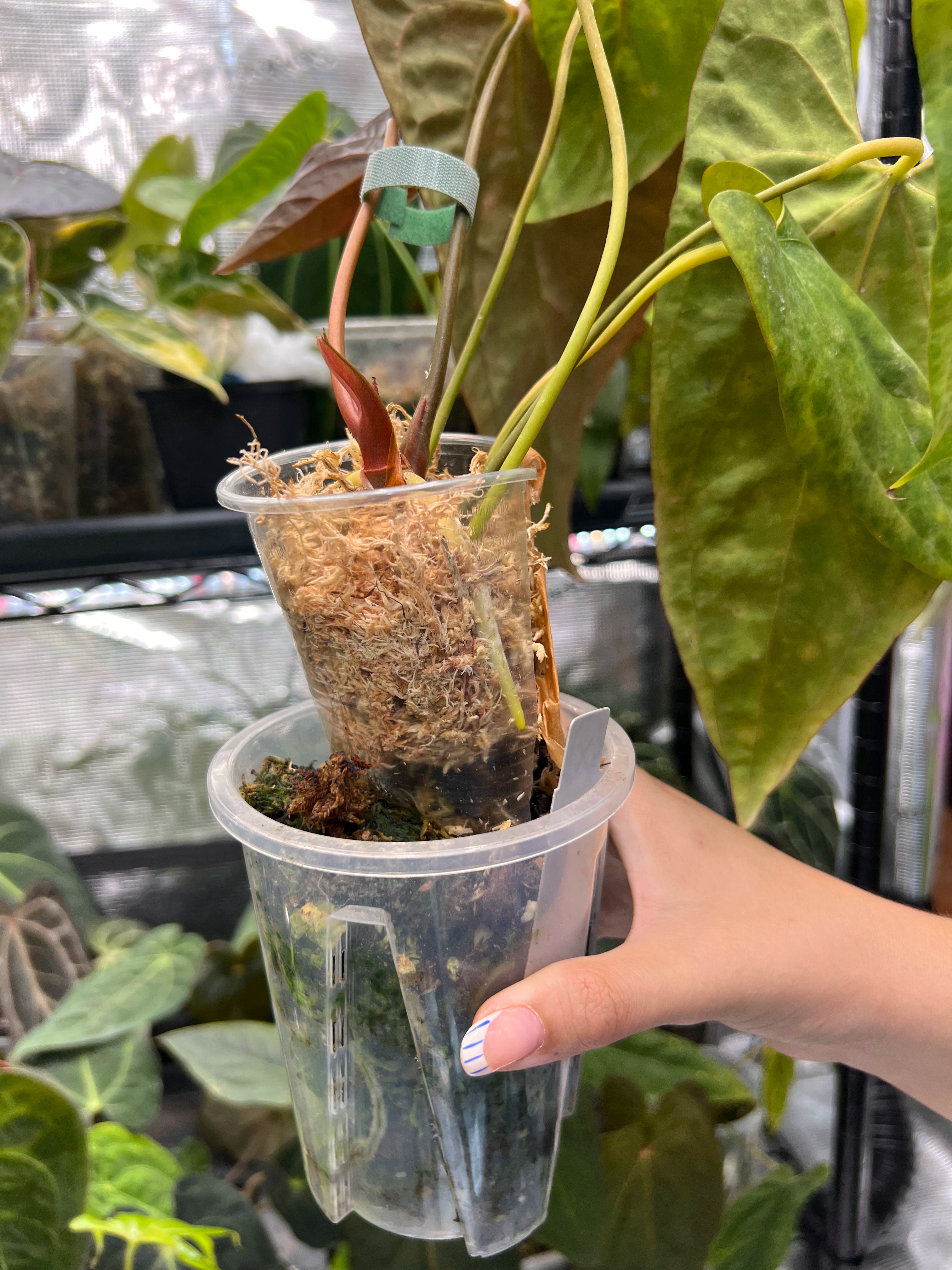 Anthurium papillilaminumx (red sinus/veins) x papillilaminum Daniel