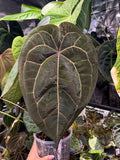 Anthurium (AoS df x AoS gf) x (Zara x Michelle)
