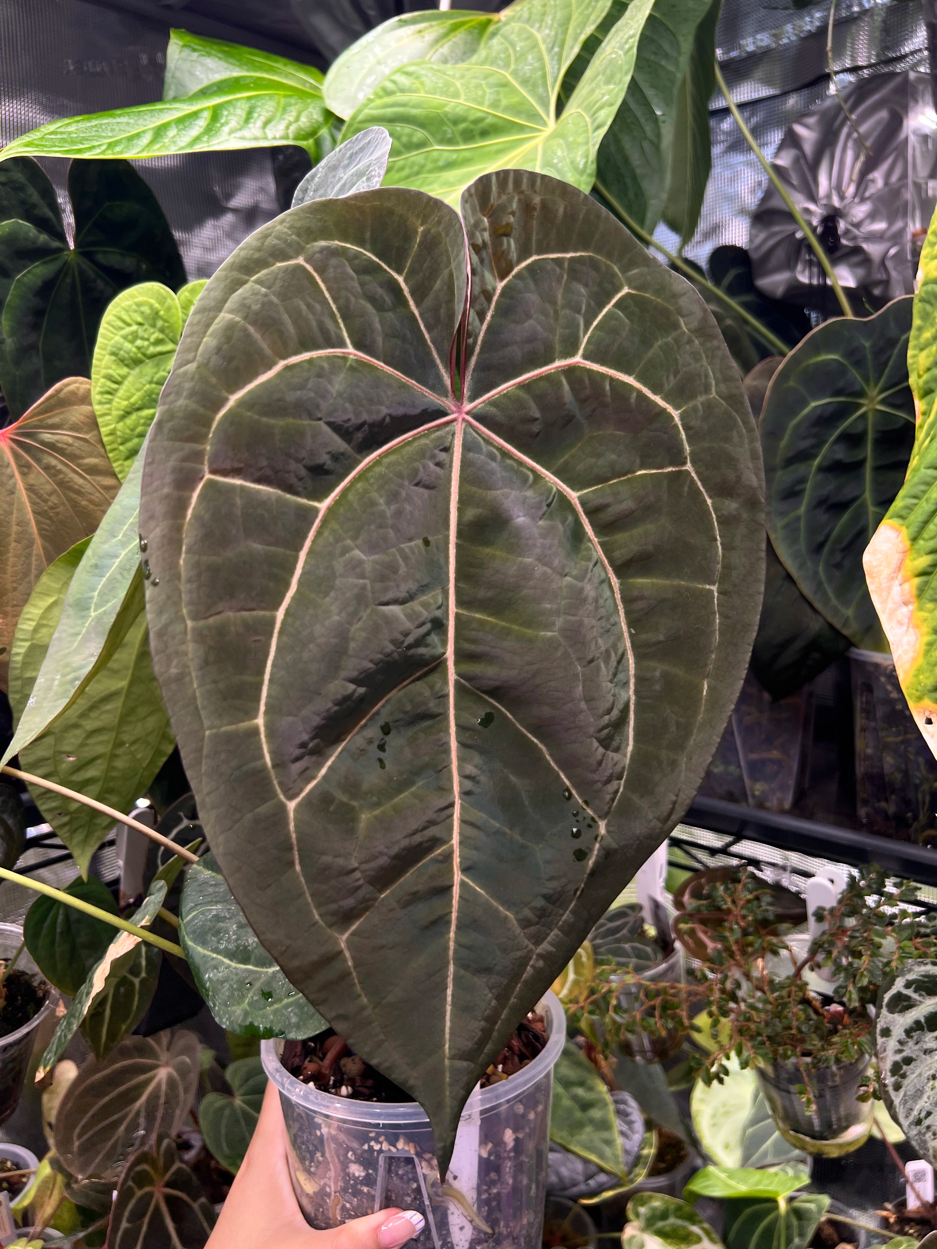 Anthurium (AoS df x AoS gf) x (Zara x Michelle)