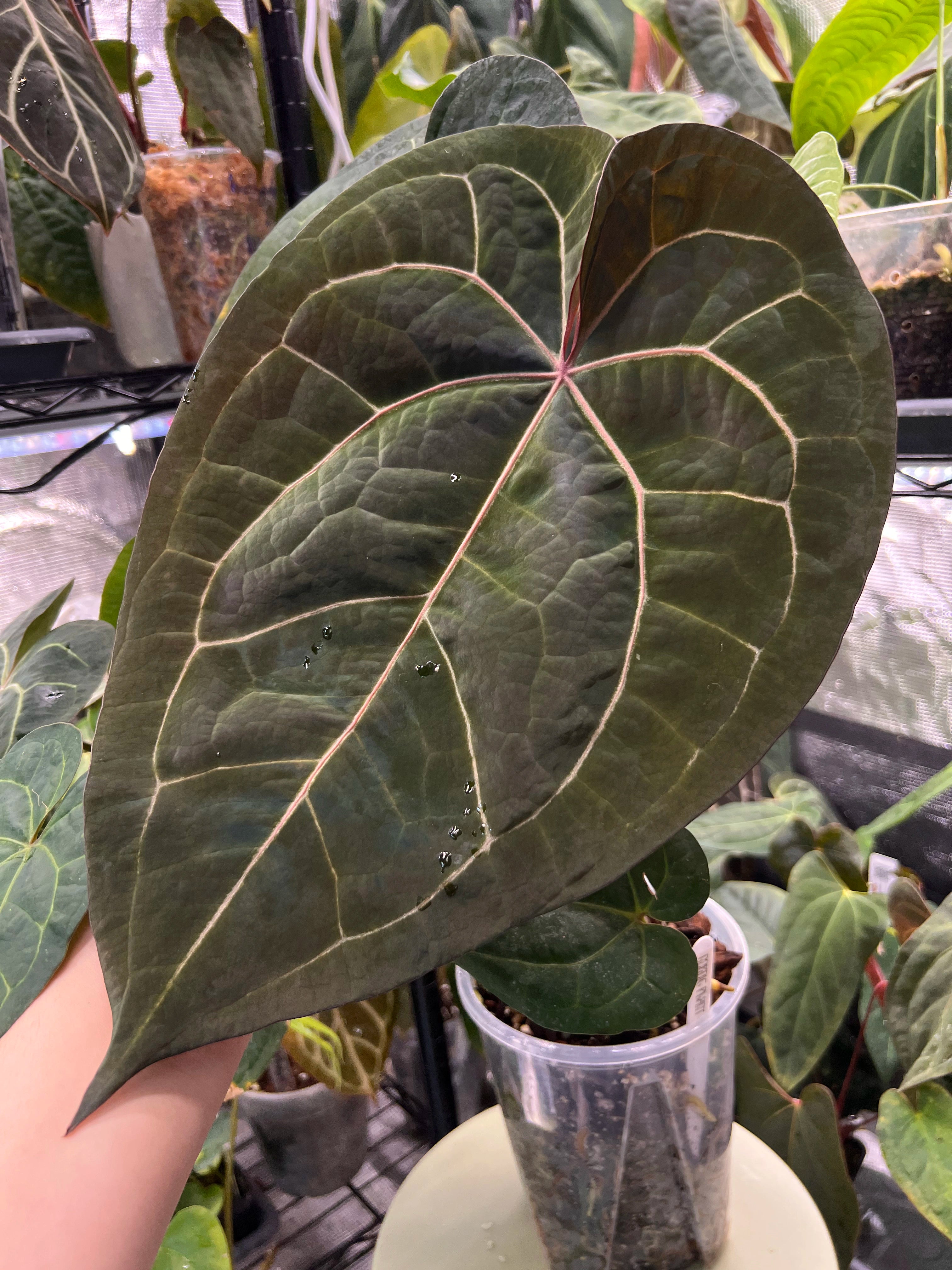 Anthurium (AoS df x AoS gf) x (Zara x Michelle)