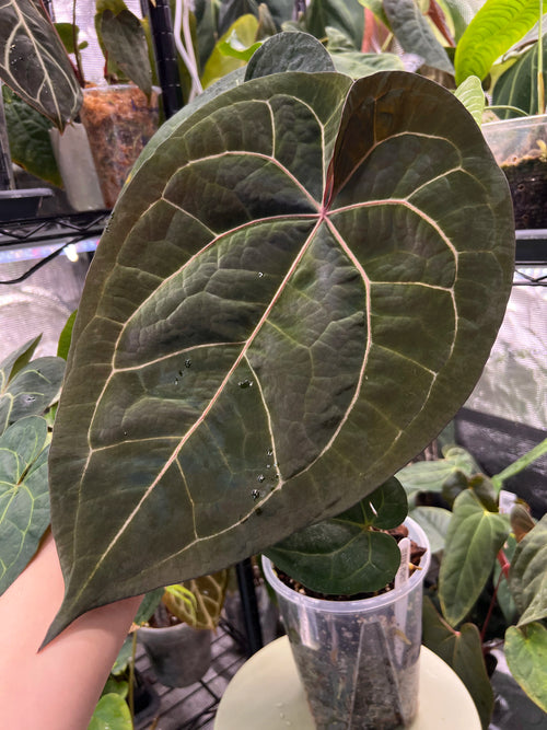 Anthurium (AoS df x AoS gf) x (Zara x Michelle)